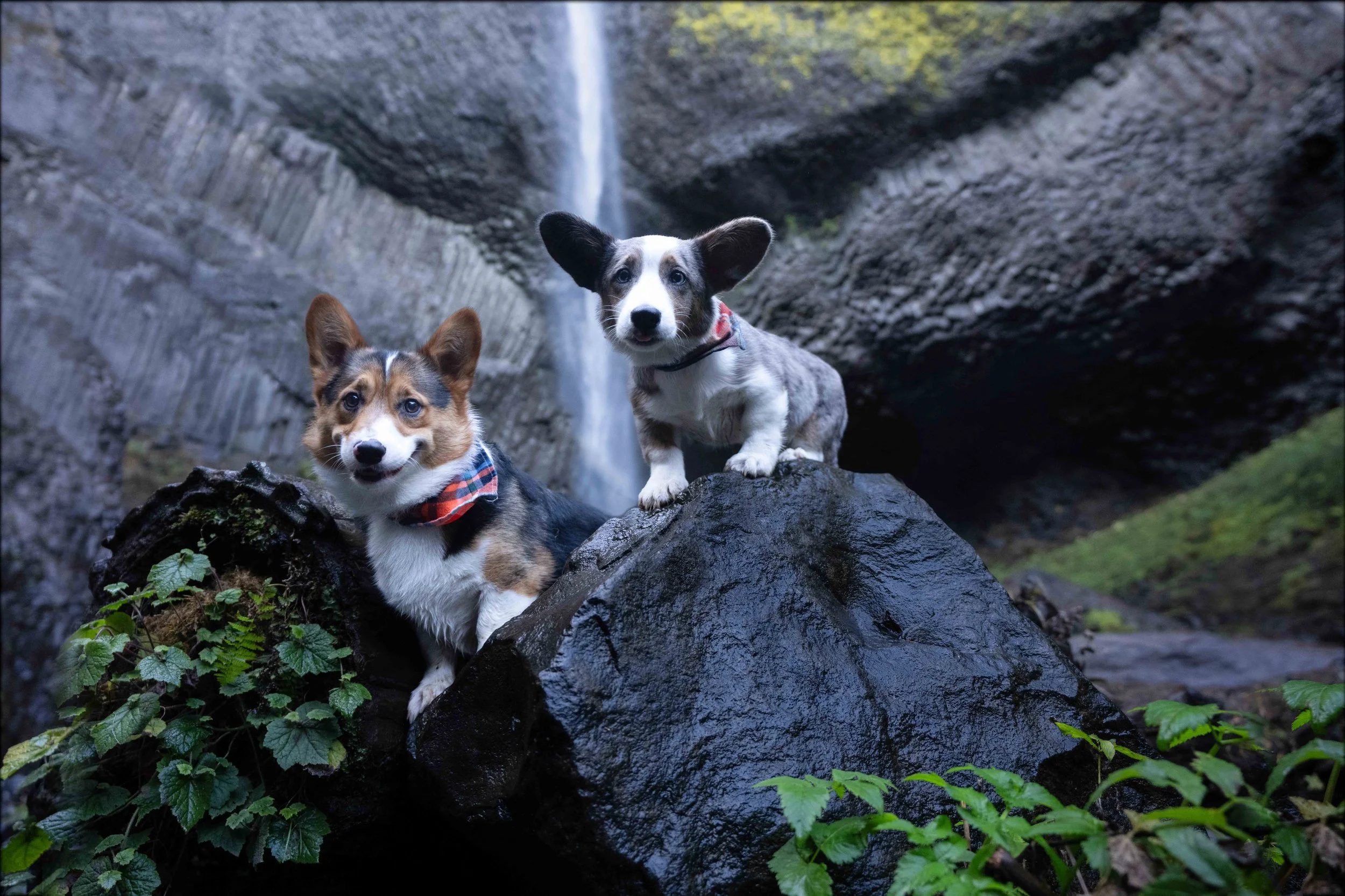 multiple pets dog photography