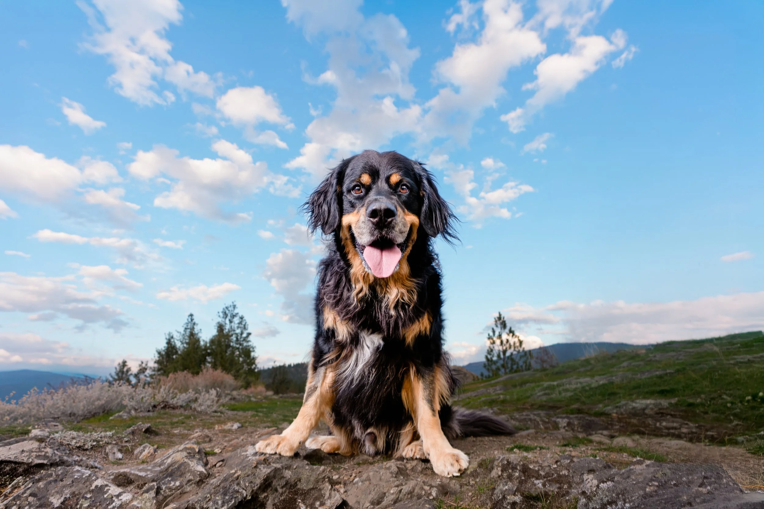 A black, brown, and white dog with long ears and a pink tongue, sitting outdoors on a rocky ground with a landscape of green fields, trees, and mountains under a partly cloudy blue sky.