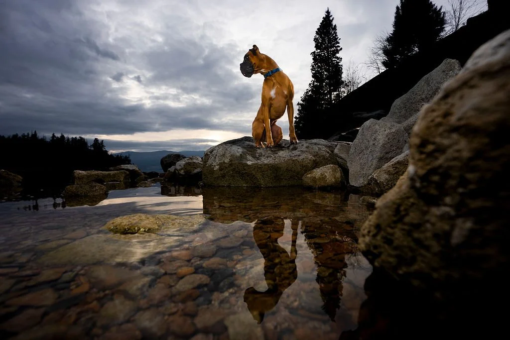 fine art dog portrait Vernon bc