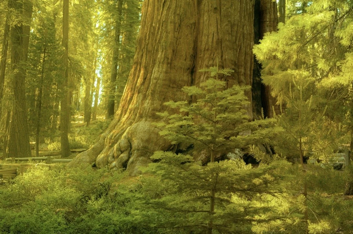General Sherman's Awe