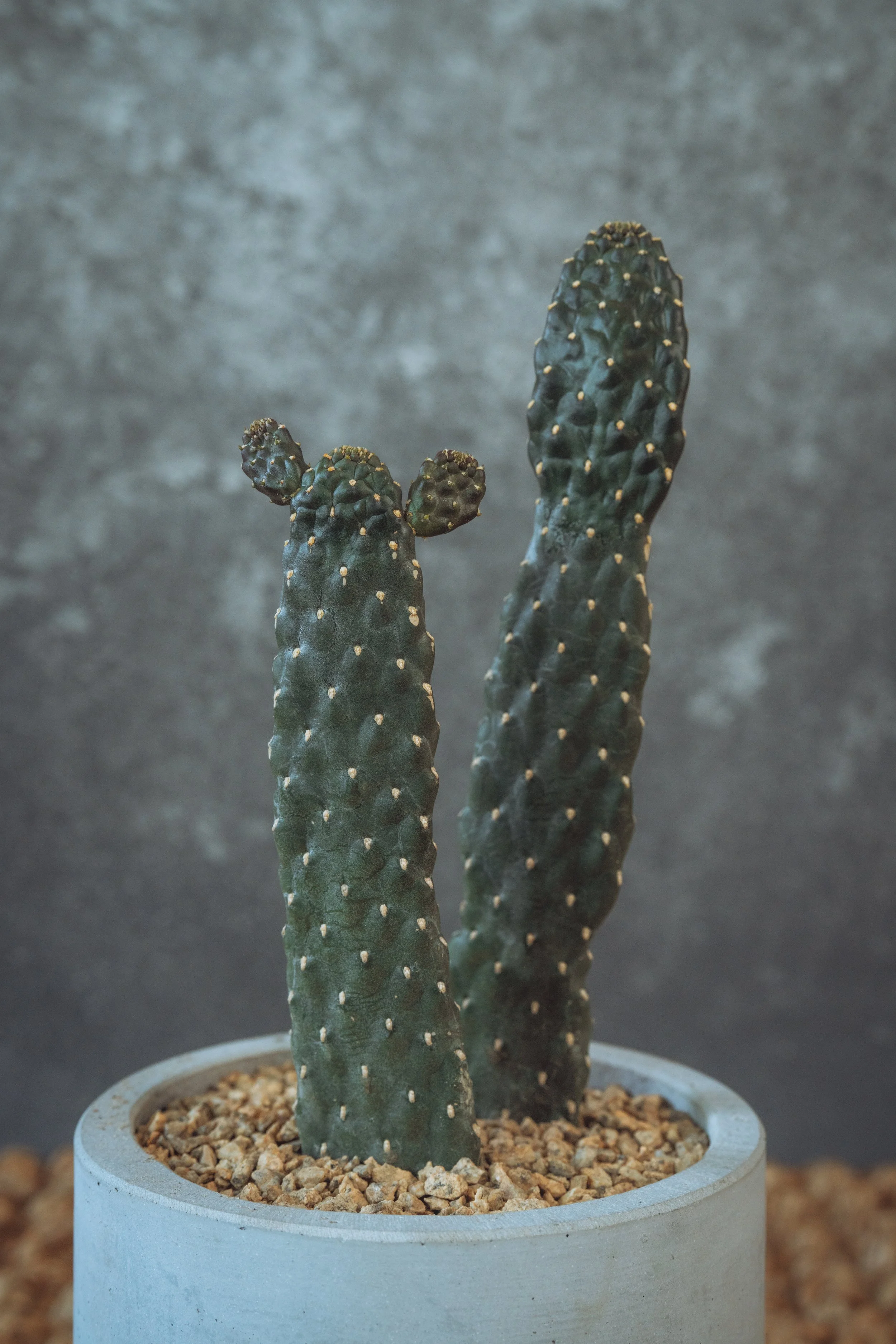 diarabi-plants-invent-78.jpg