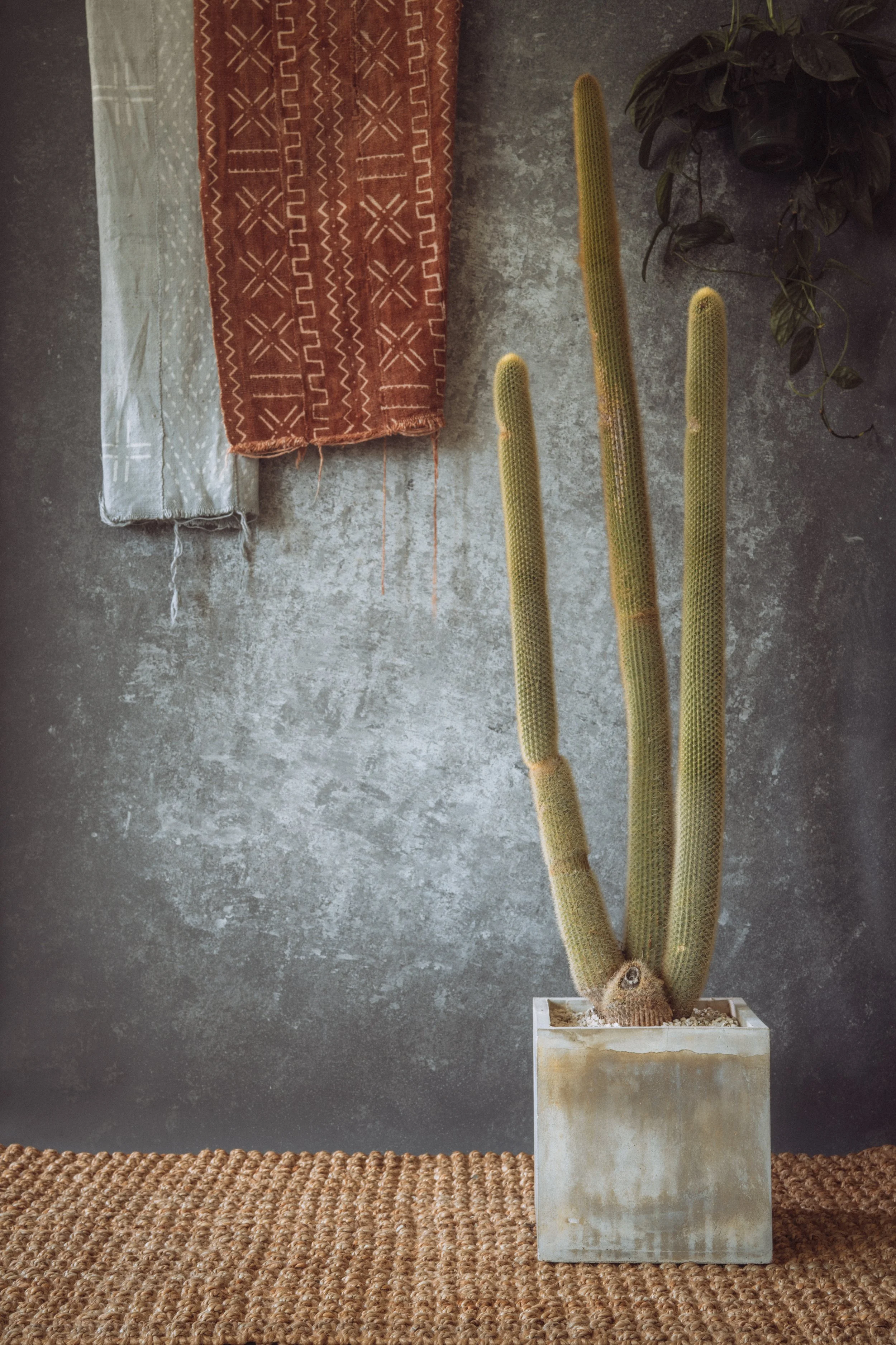 diarabi-plants-invent-27.jpg (Copy)