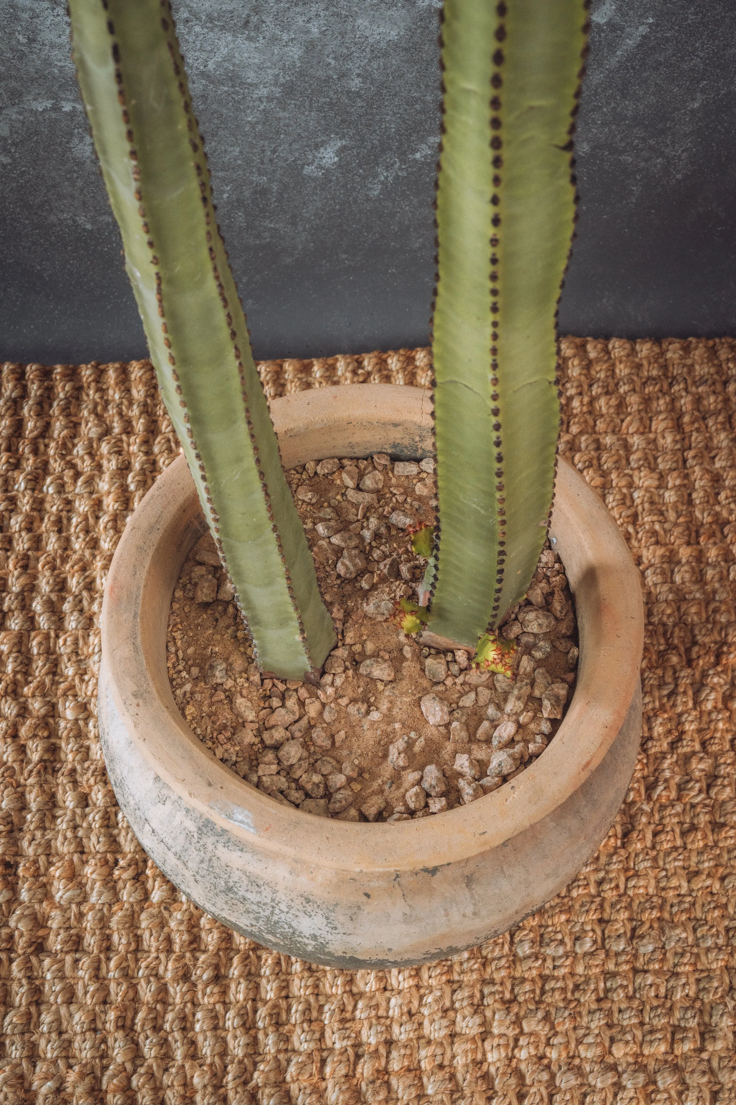 diarabi-plants-invent-14.jpg