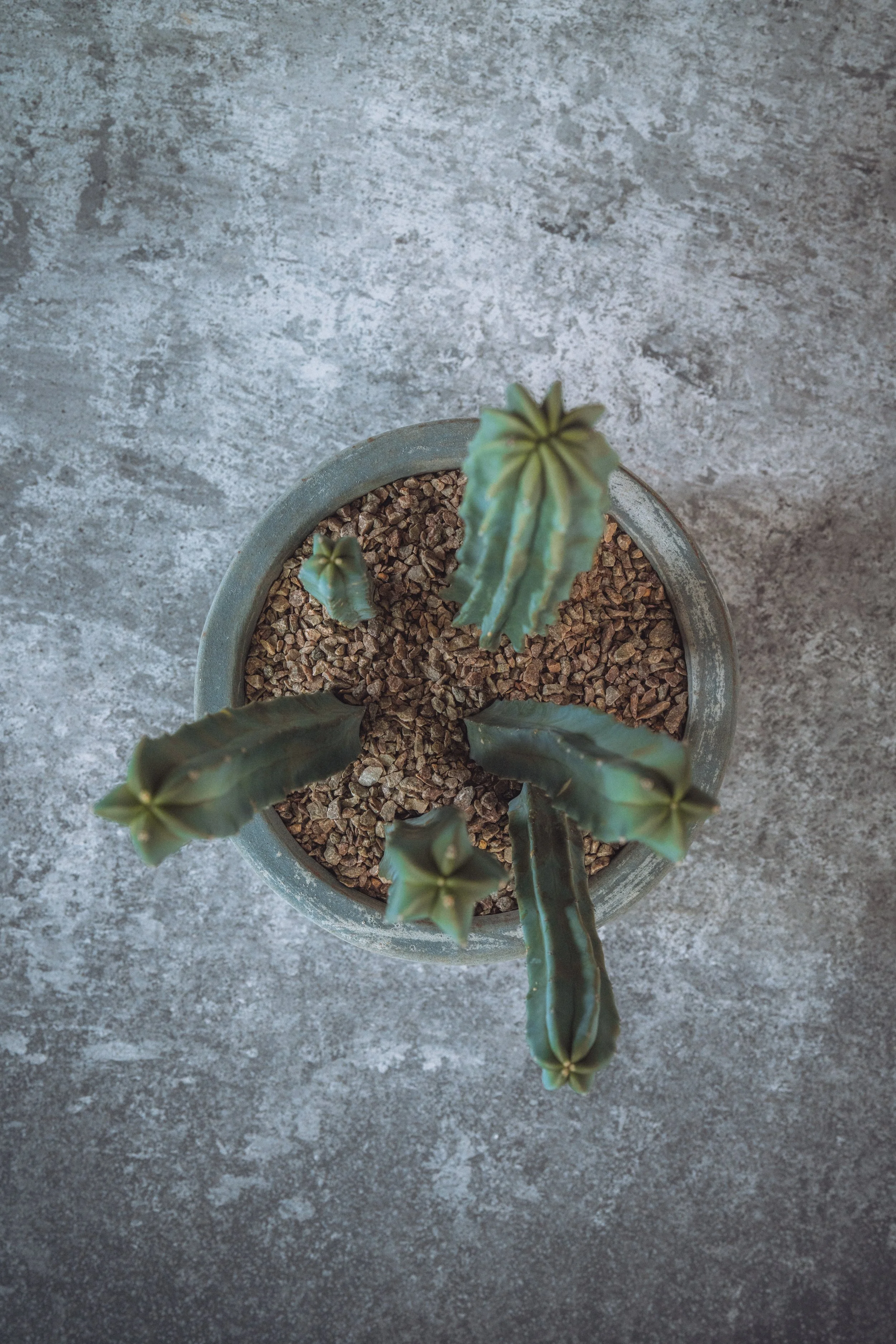 diarabi-plants-invent-83.jpg
