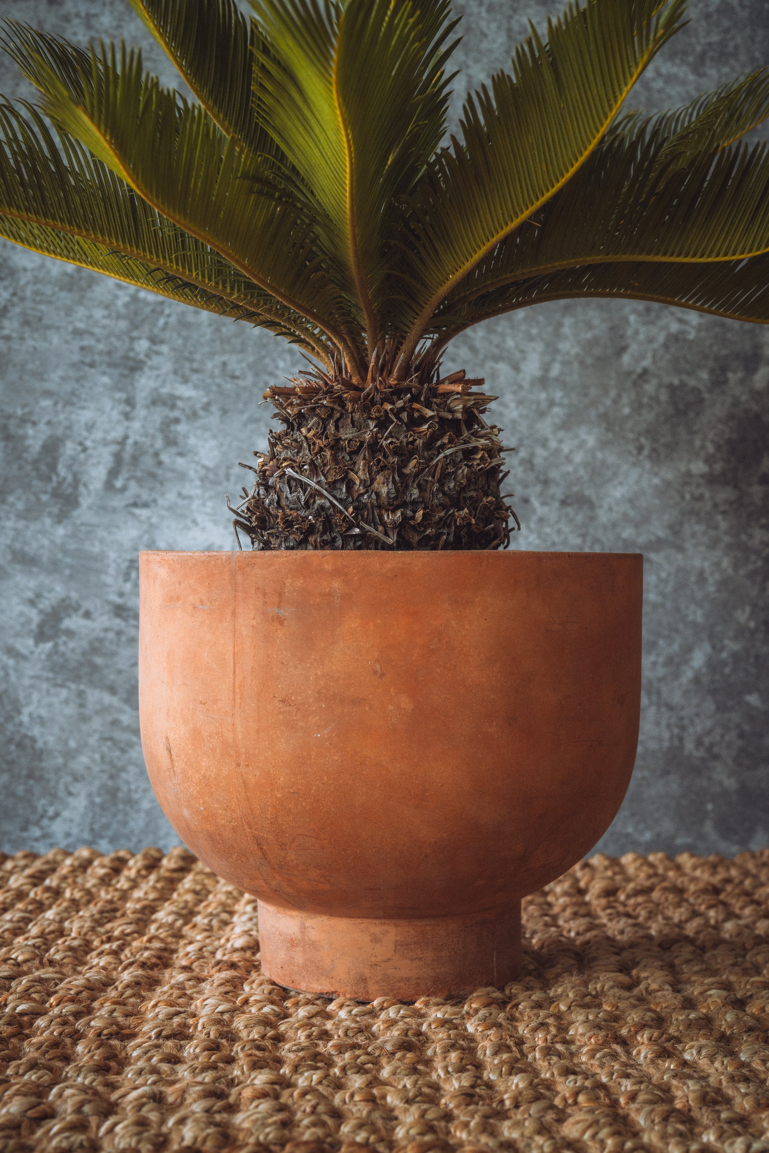diarabi-plants-invent-106.jpg