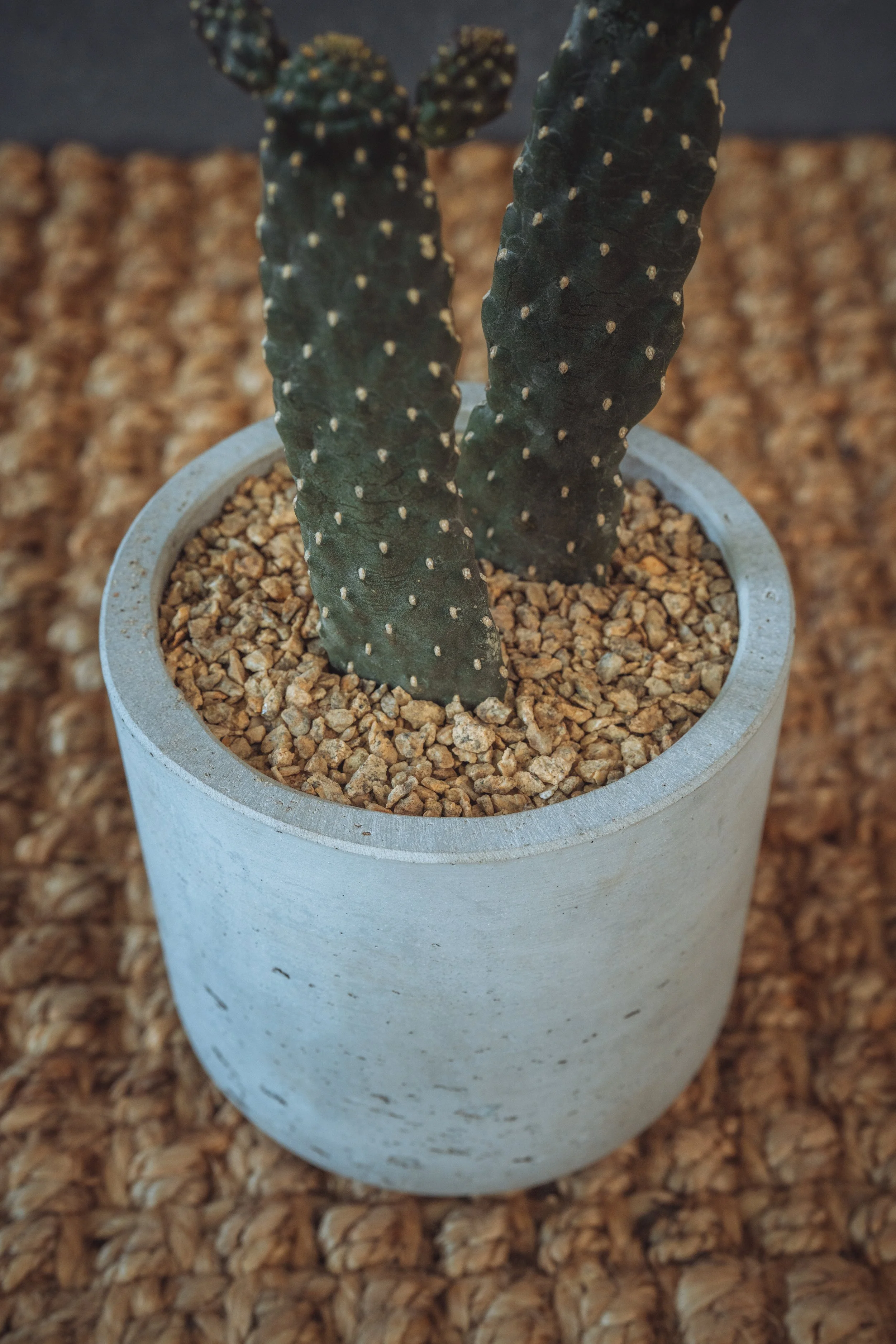 diarabi-plants-invent-79.jpg