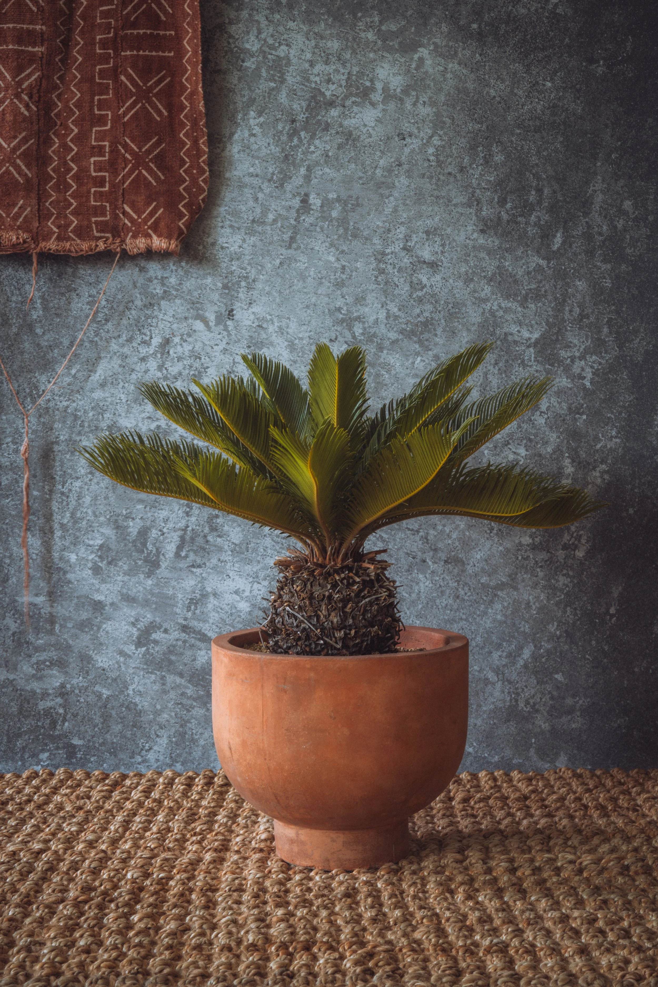 diarabi-plants-invent-105.jpg
