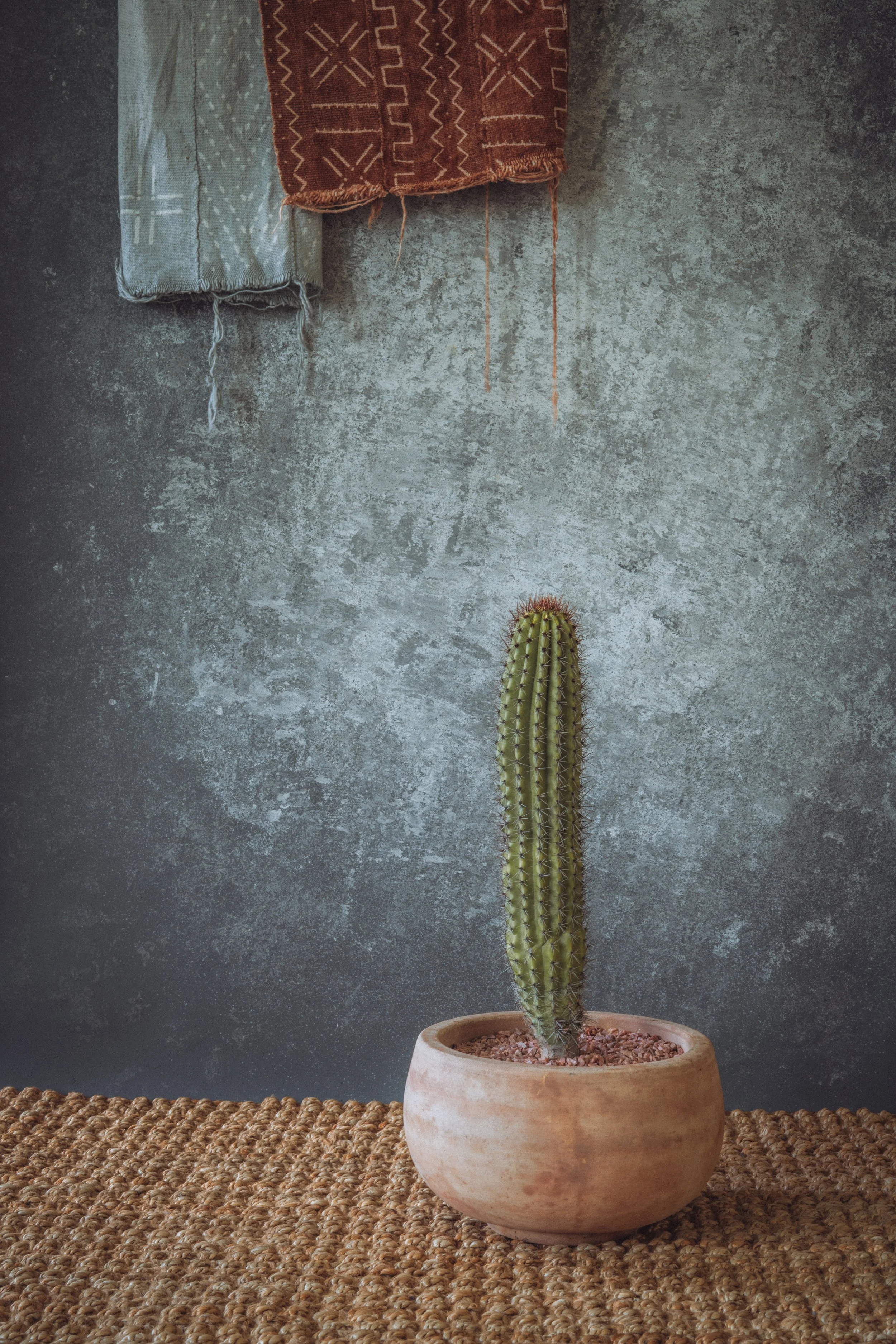 Stenocereus Thurberi – Organ Pipe Cactus