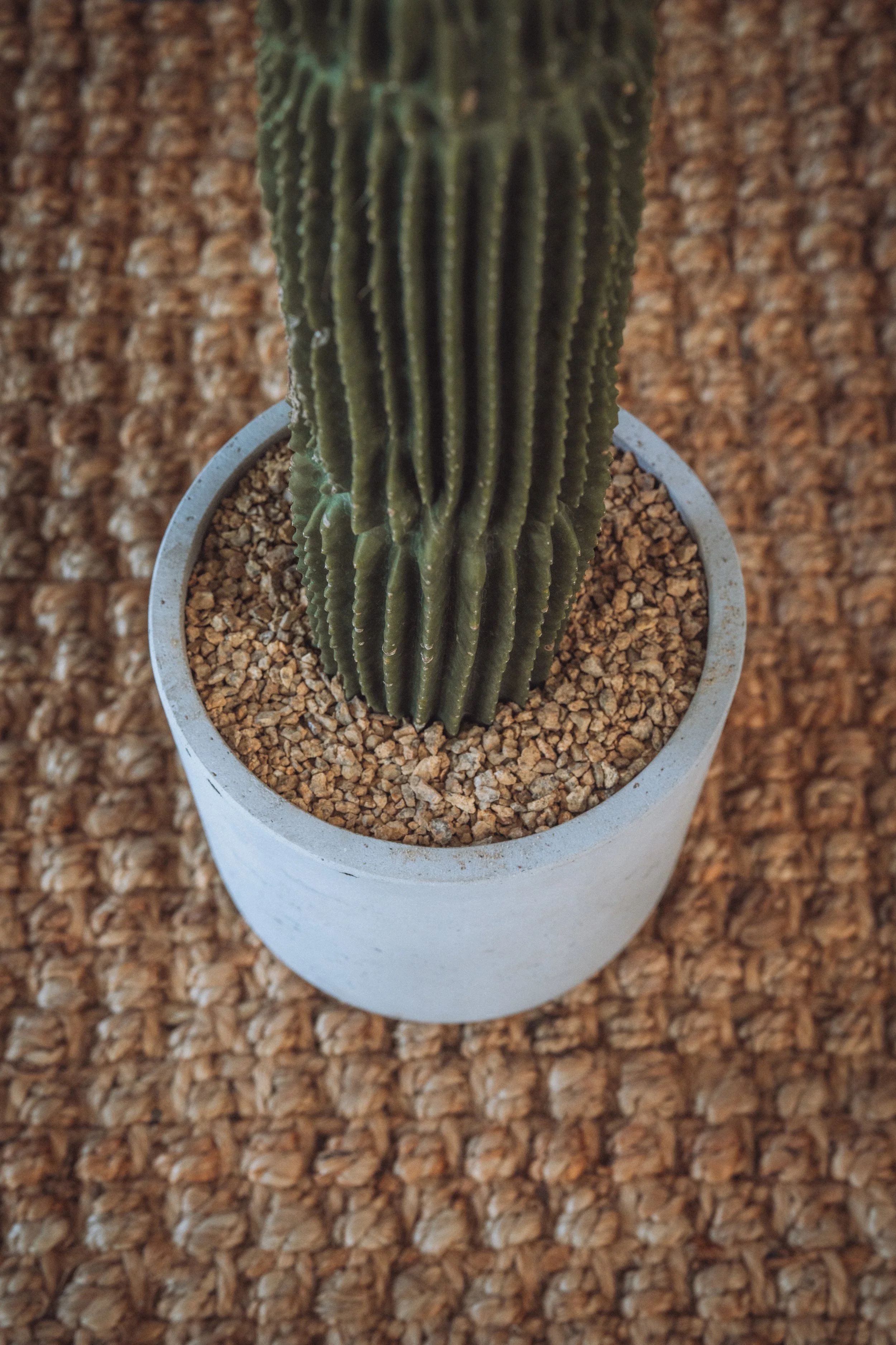diarabi-plants-invent-74.jpg