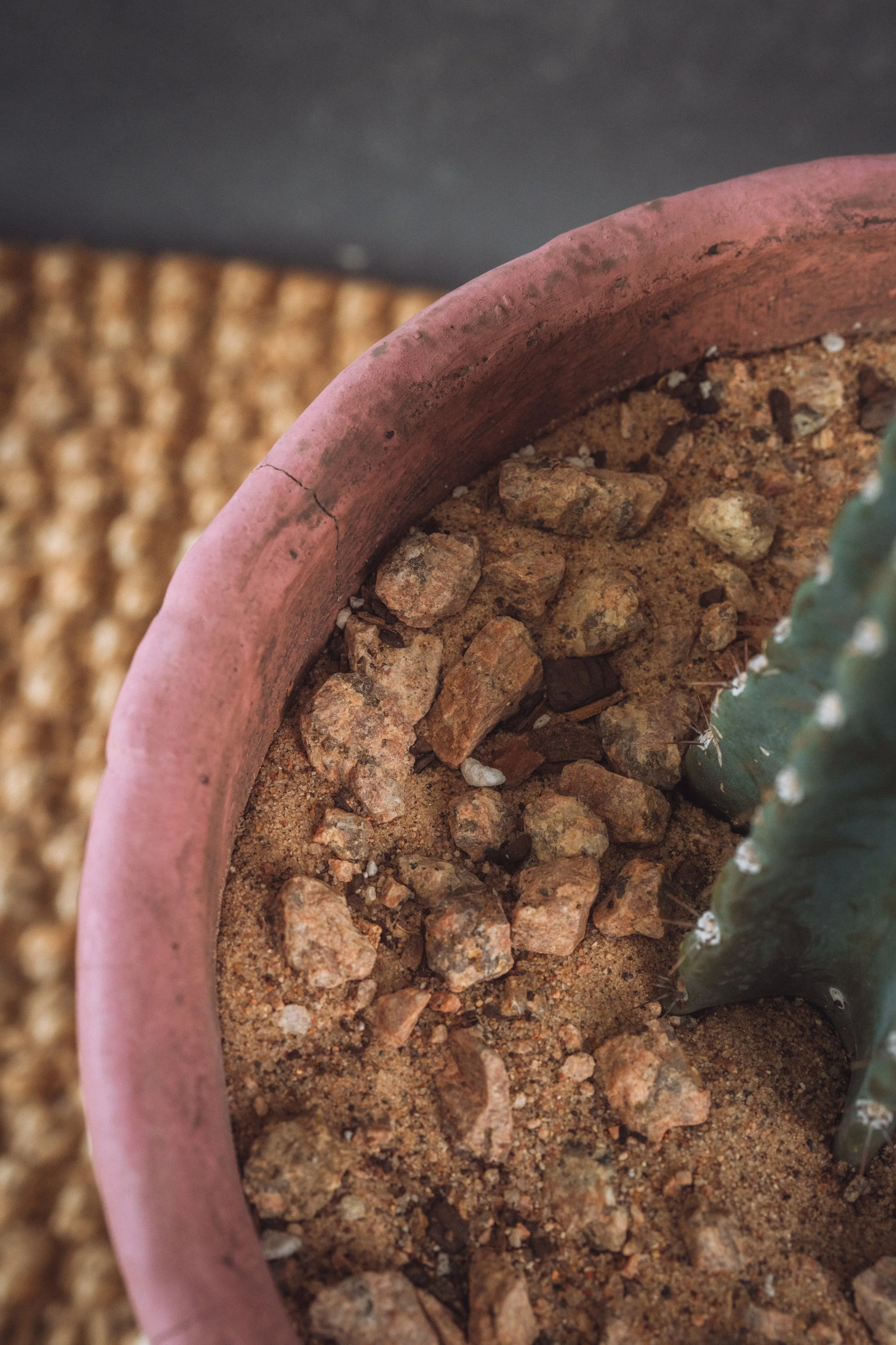 diarabi-plants-invent-24.jpg