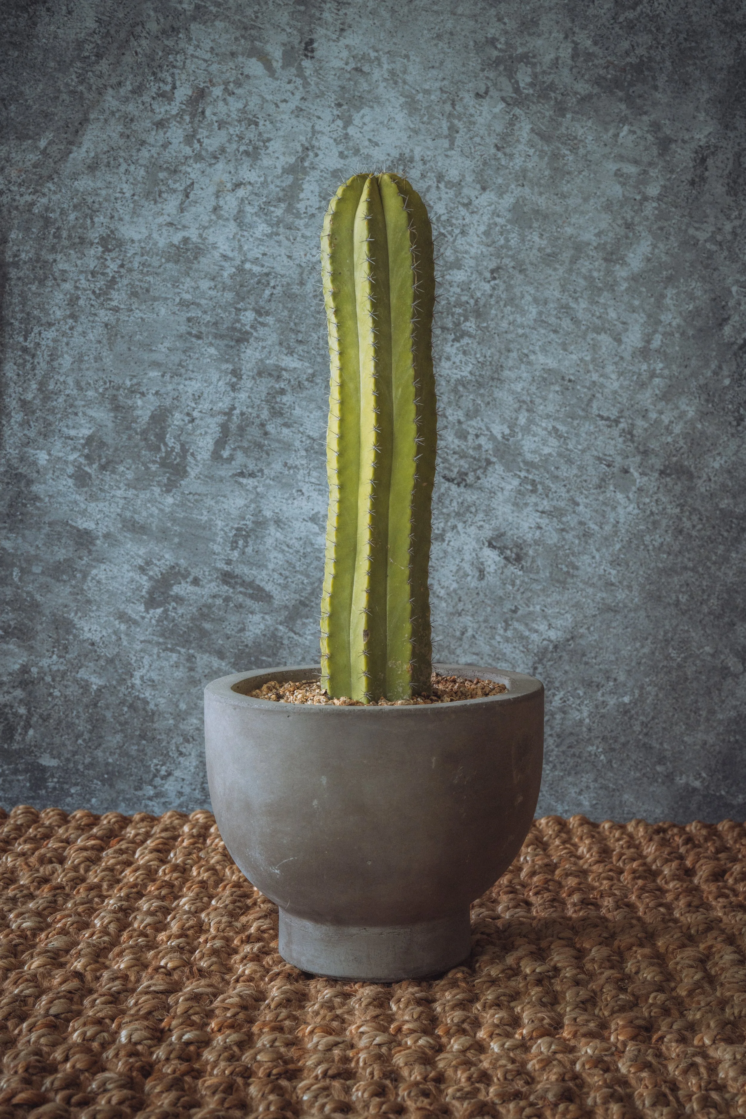 diarabi-plants-invent-108.jpg