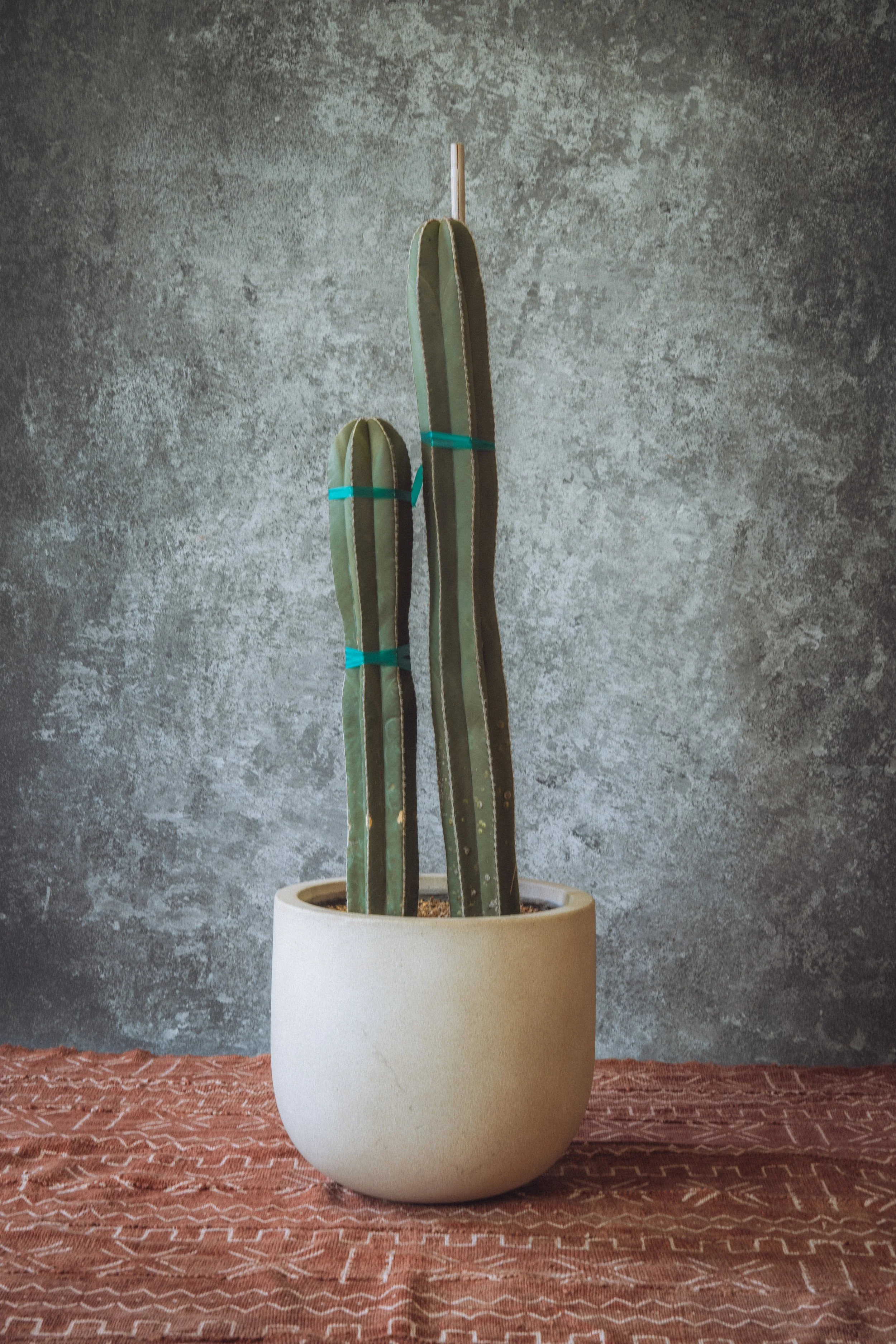 diarabi-plants-invent-091.jpg