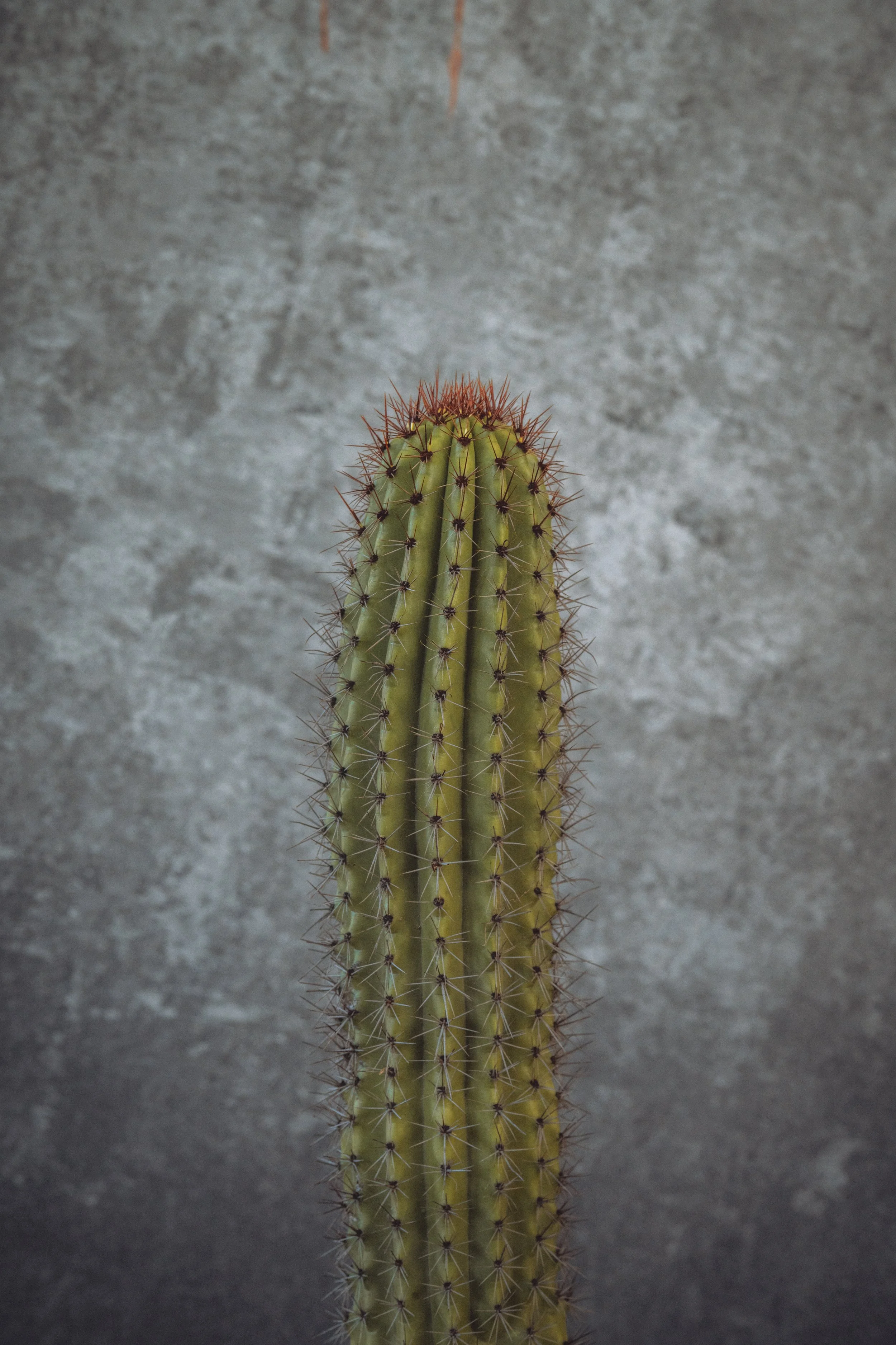 diarabi-plants-invent-62.jpg