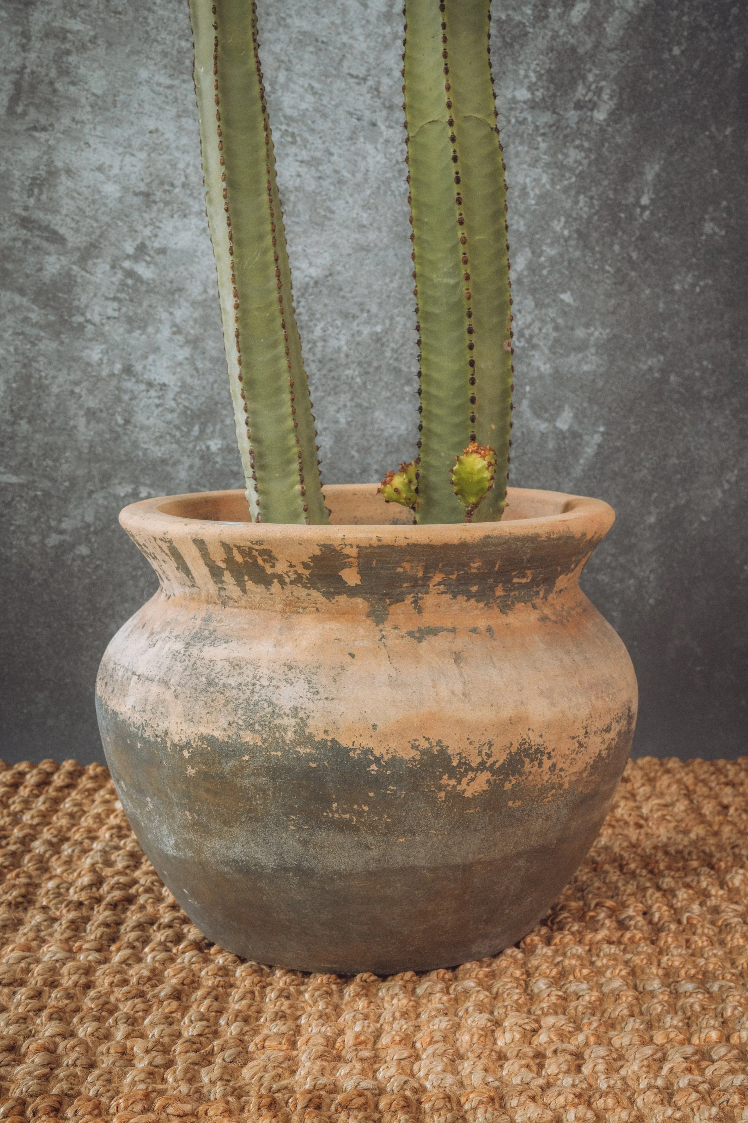 diarabi-plants-invent-11.jpg