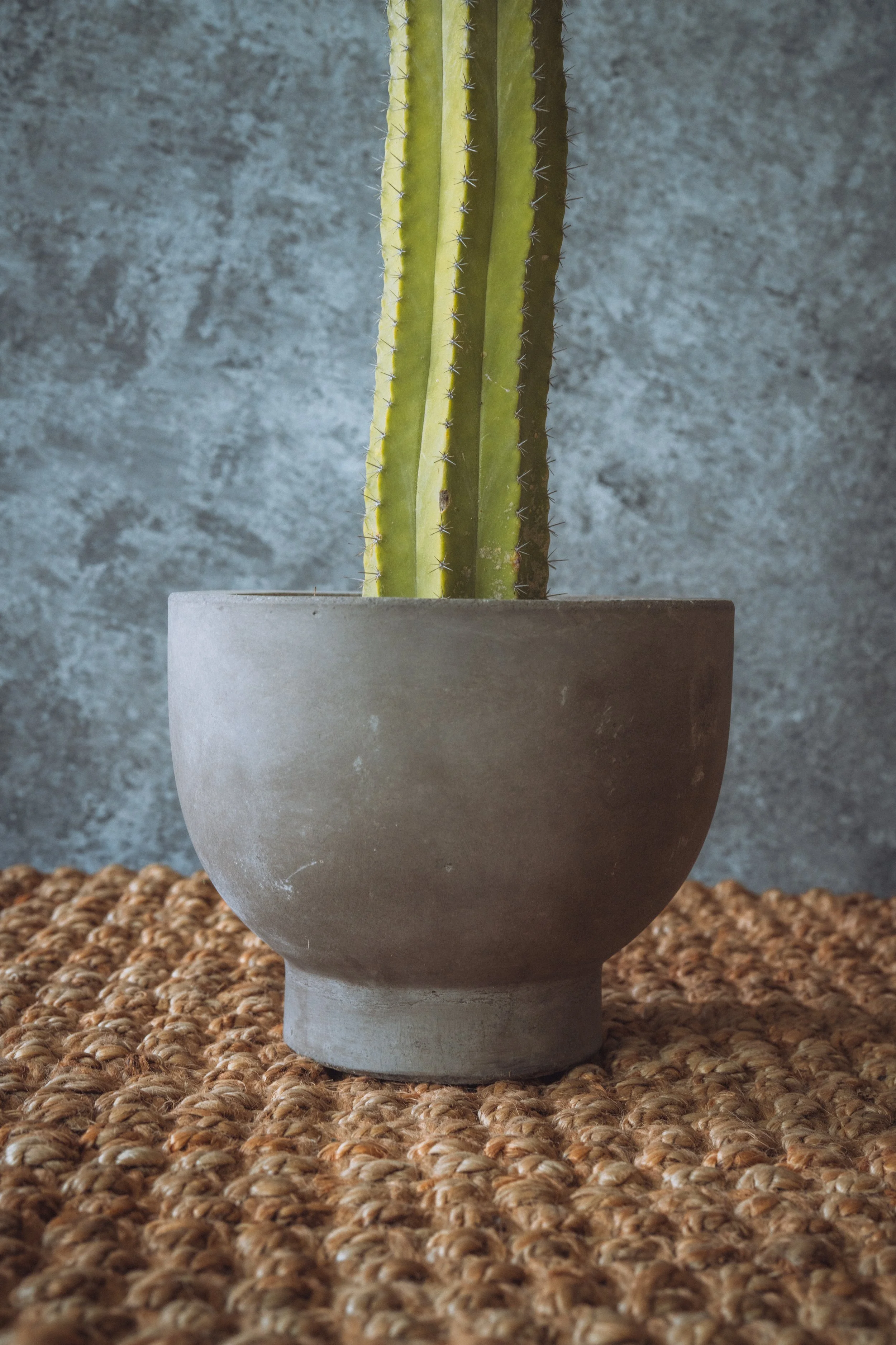 diarabi-plants-invent-110.jpg