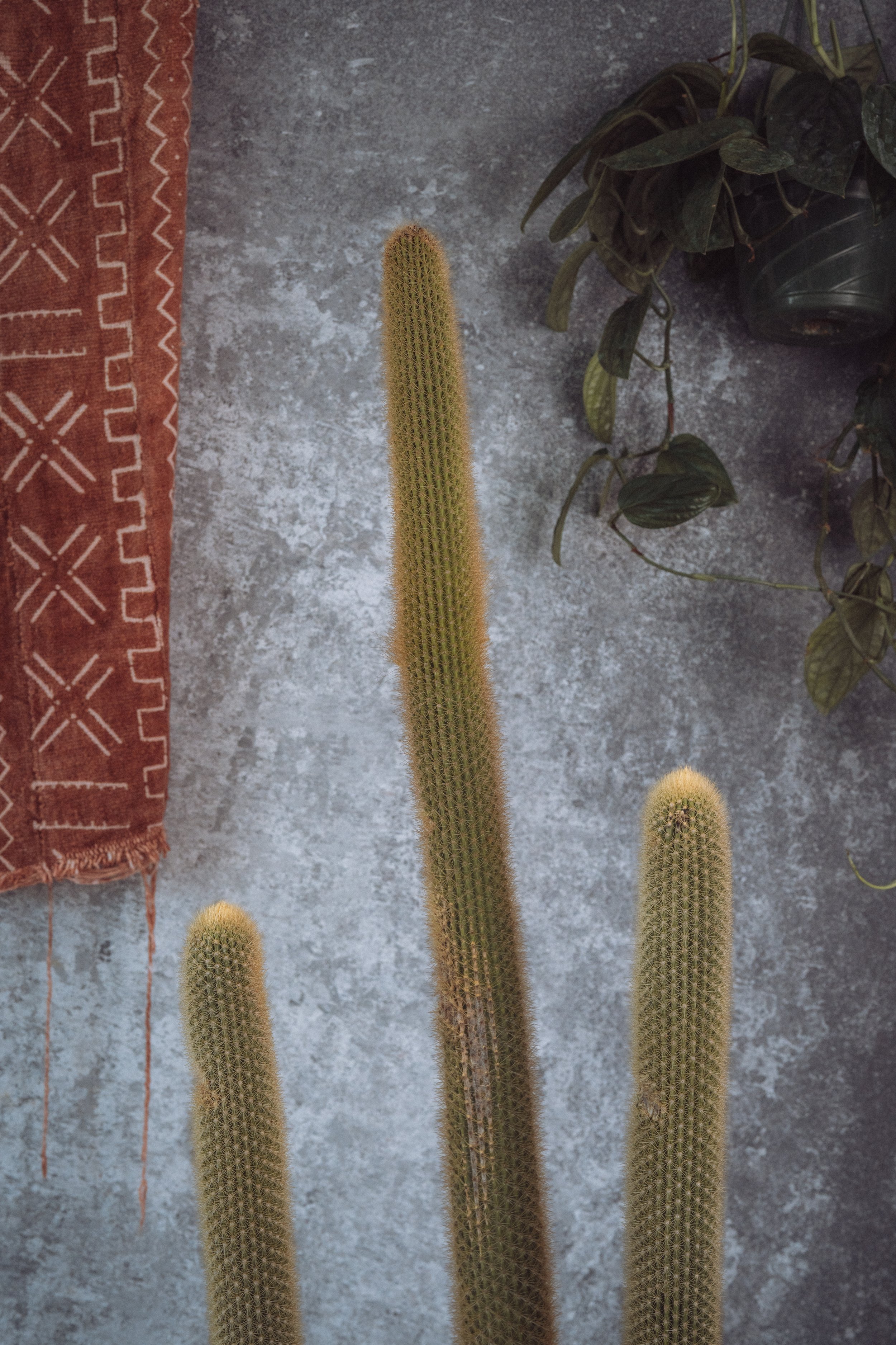diarabi-plants-invent-35.jpg (Copy)