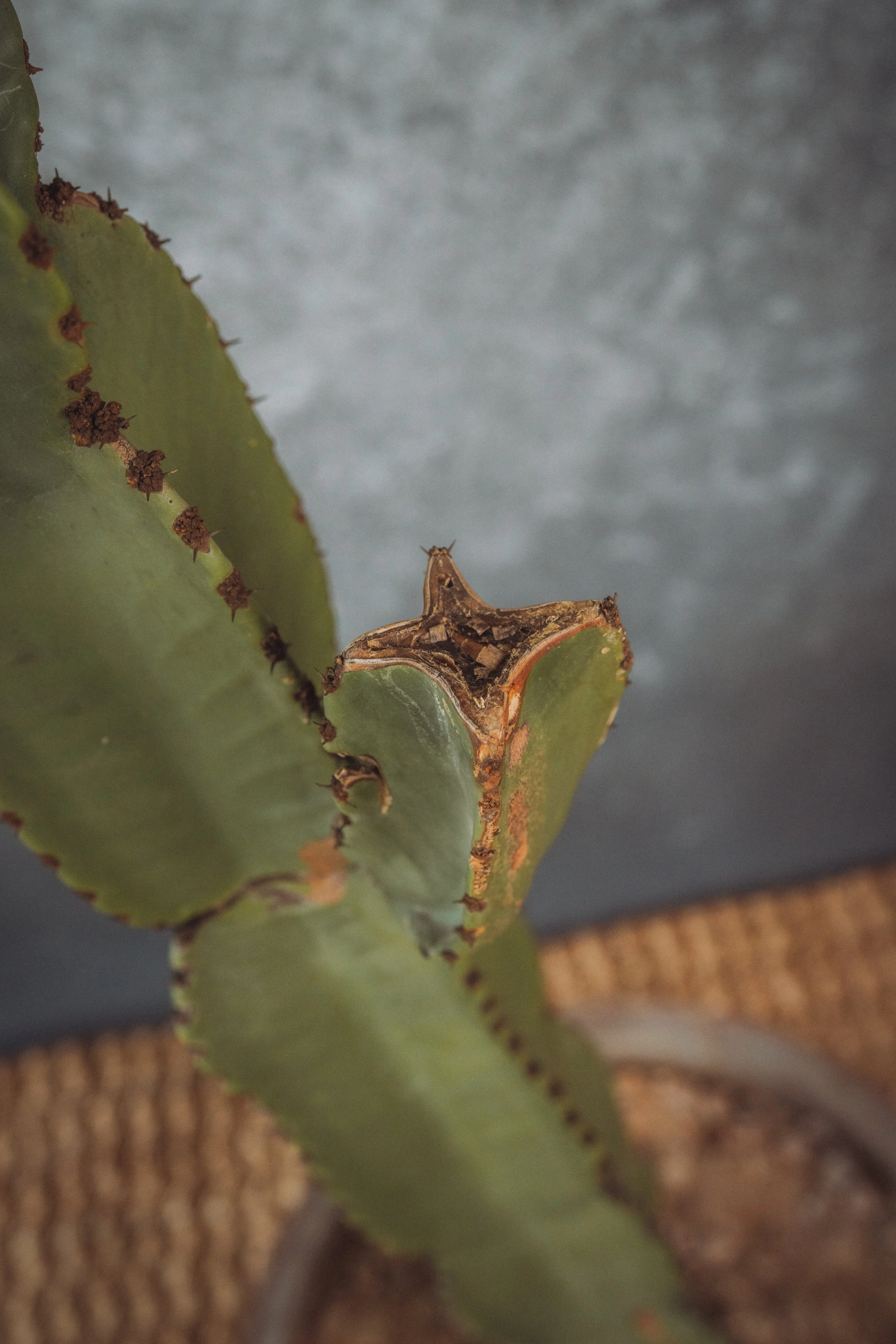 diarabi-plants-invent-42.jpg