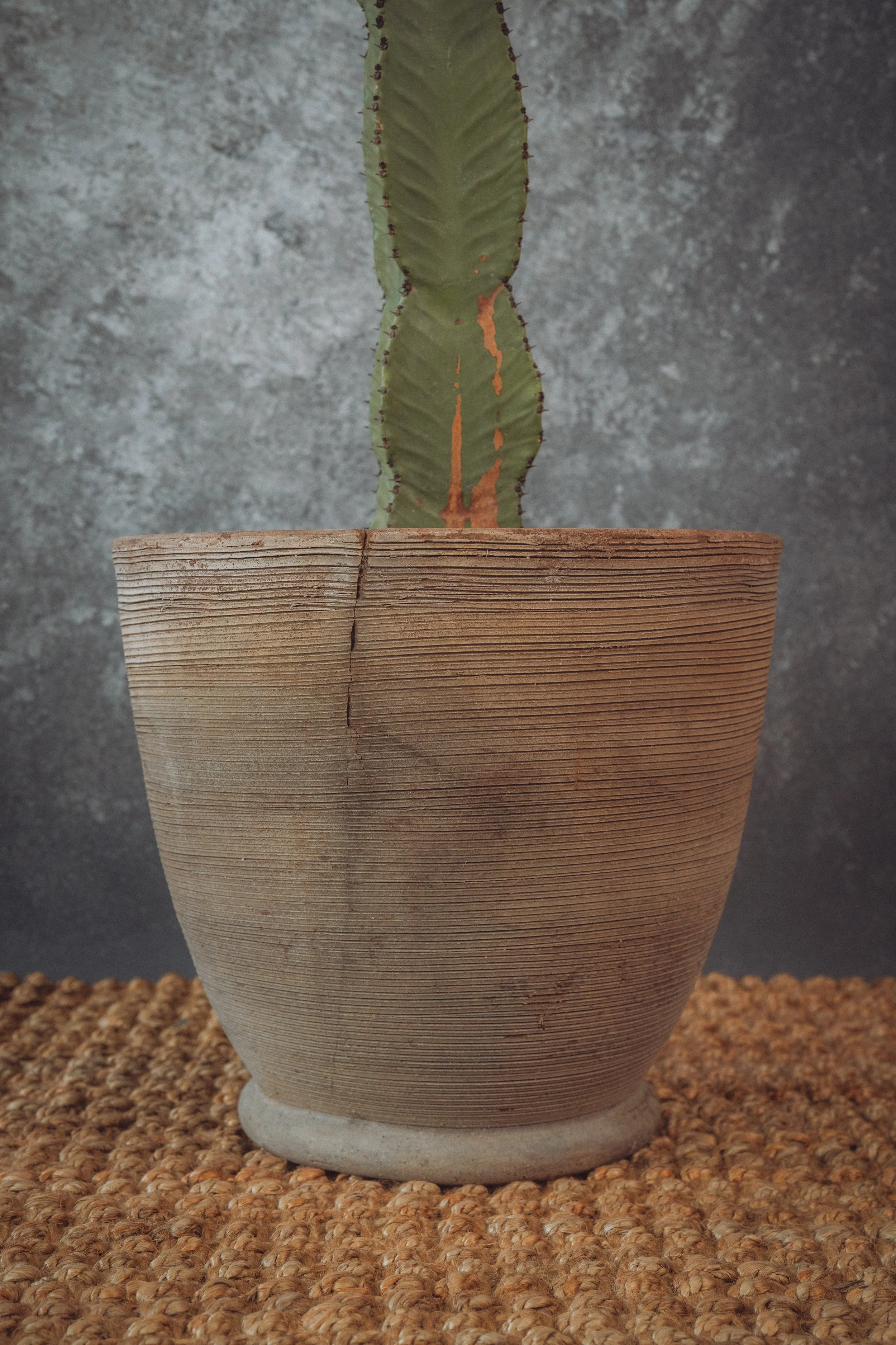 diarabi-plants-invent-43.jpg