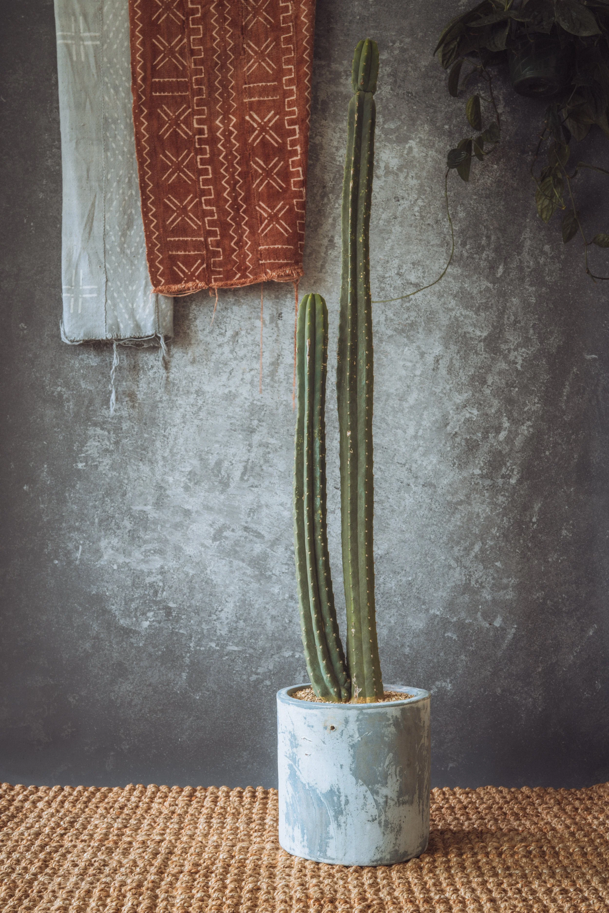 diarabi-plants-invent-01.jpg