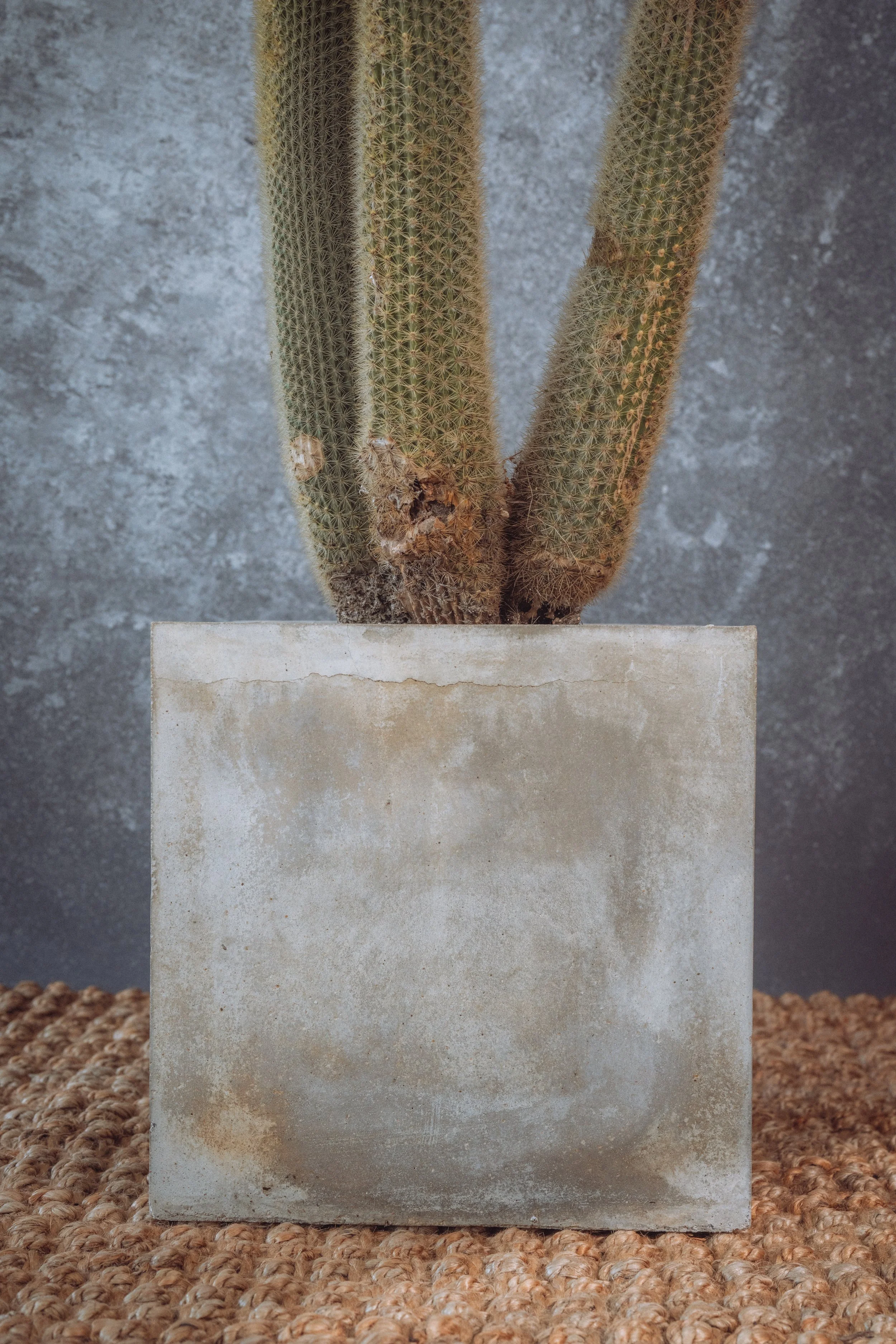 diarabi-plants-invent-38.jpg (Copy)