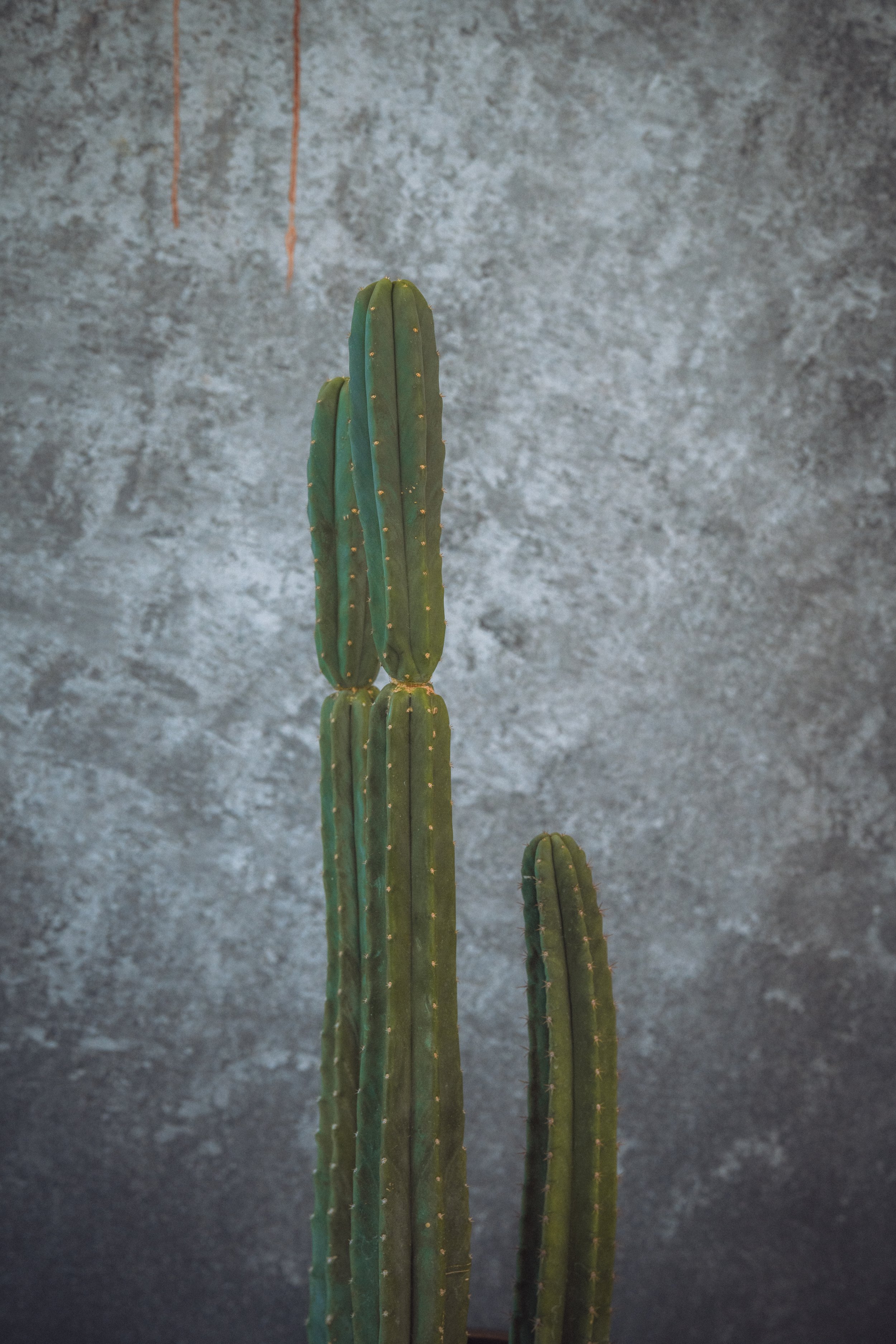 diarabi-plants-invent-56.jpg
