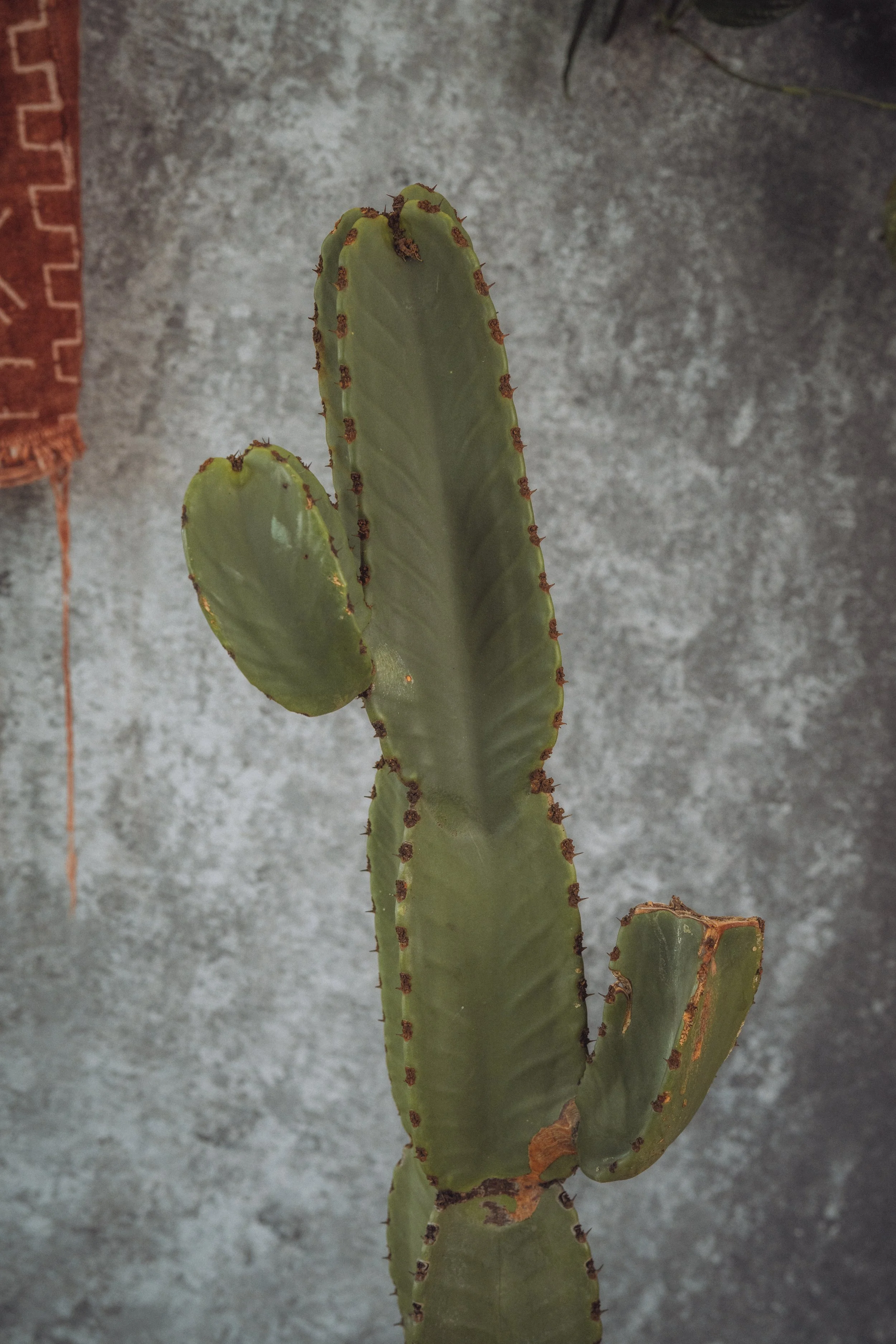 diarabi-plants-invent-41.jpg