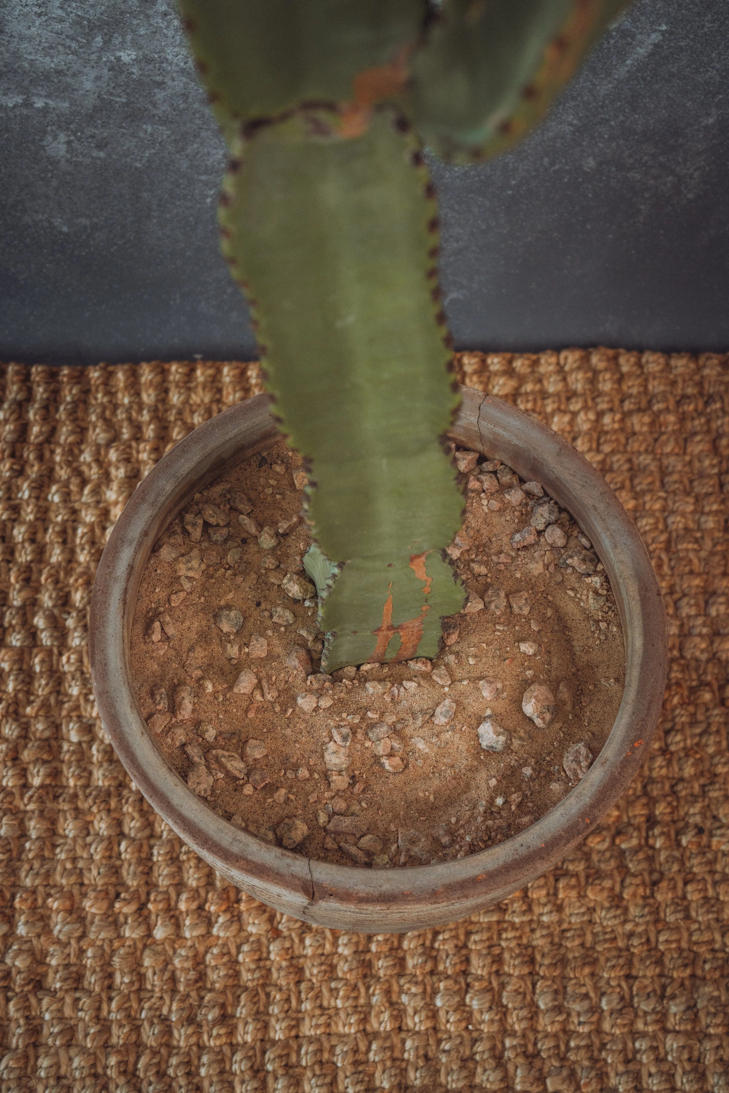 diarabi-plants-invent-44.jpg