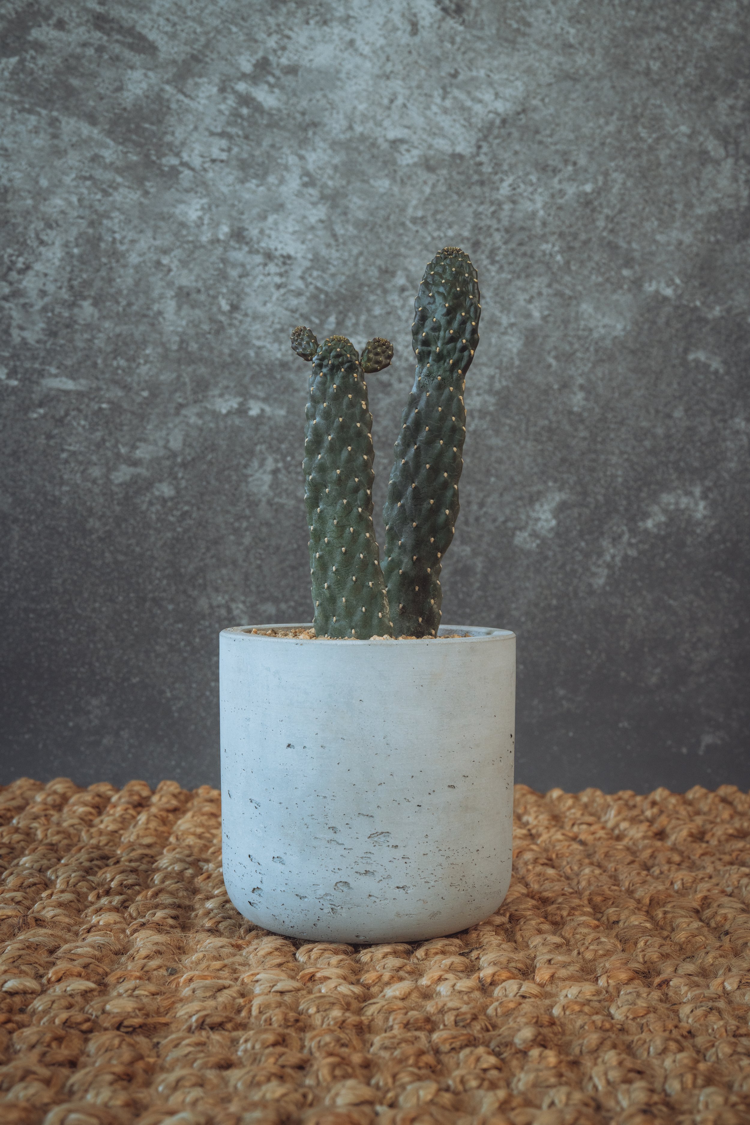 Consolea Rubescens – Roadkill Cactus