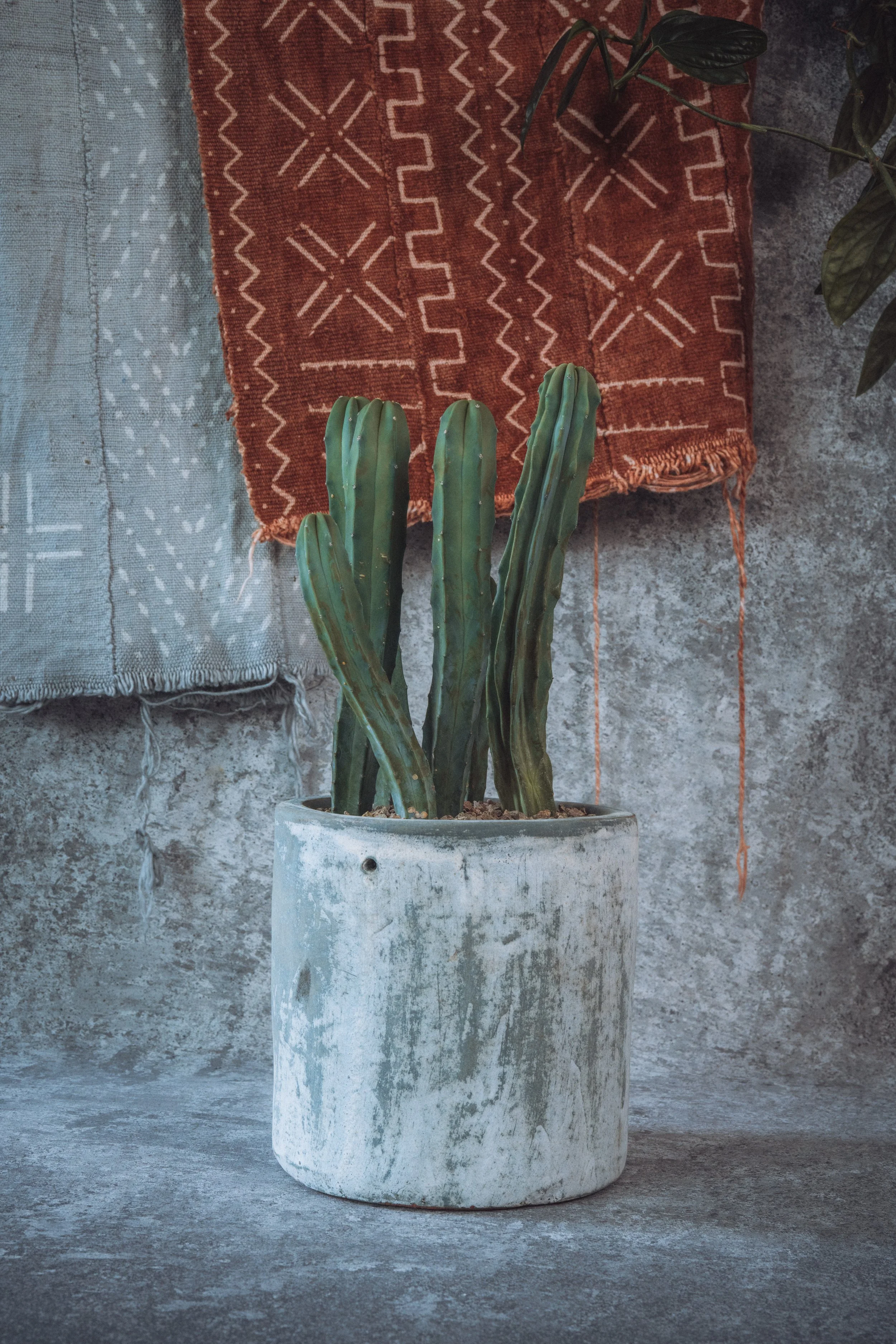 diarabi-plants-invent-80.jpg