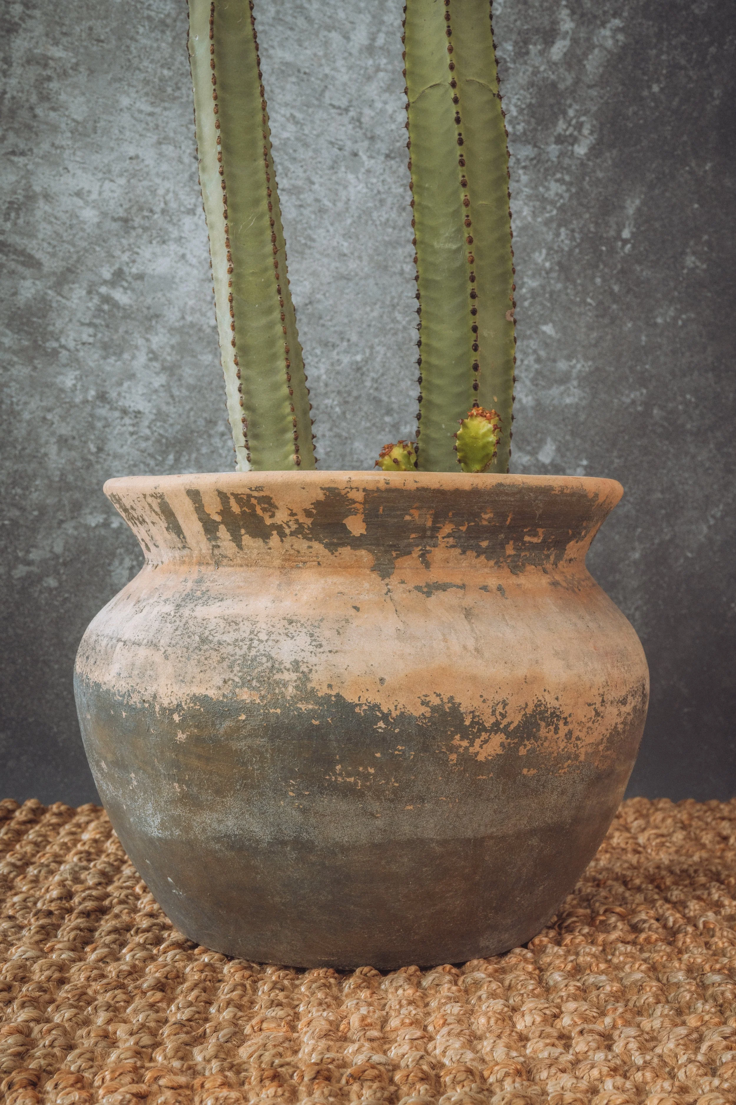 diarabi-plants-invent-12.jpg