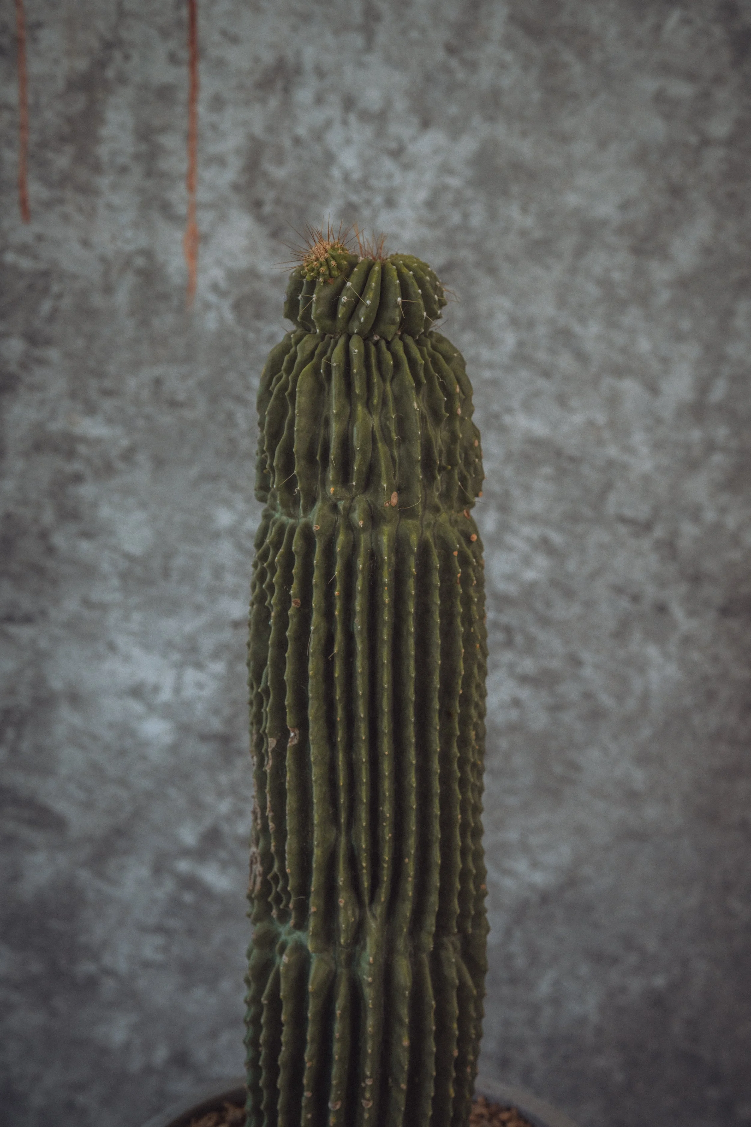 diarabi-plants-invent-69.jpg