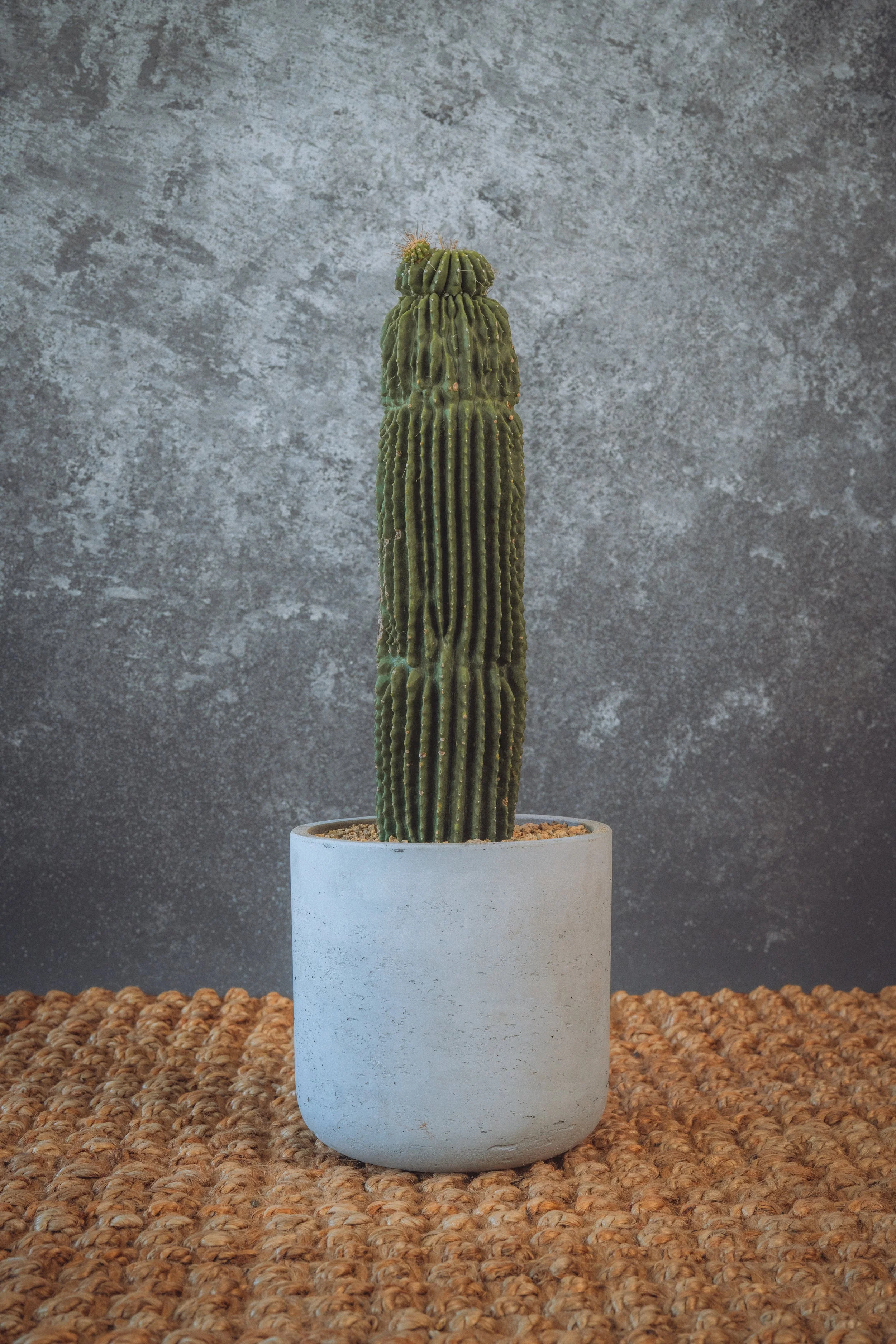 Neobuxbaumia Polylopha Inermis – Spineless Golden Saguaro