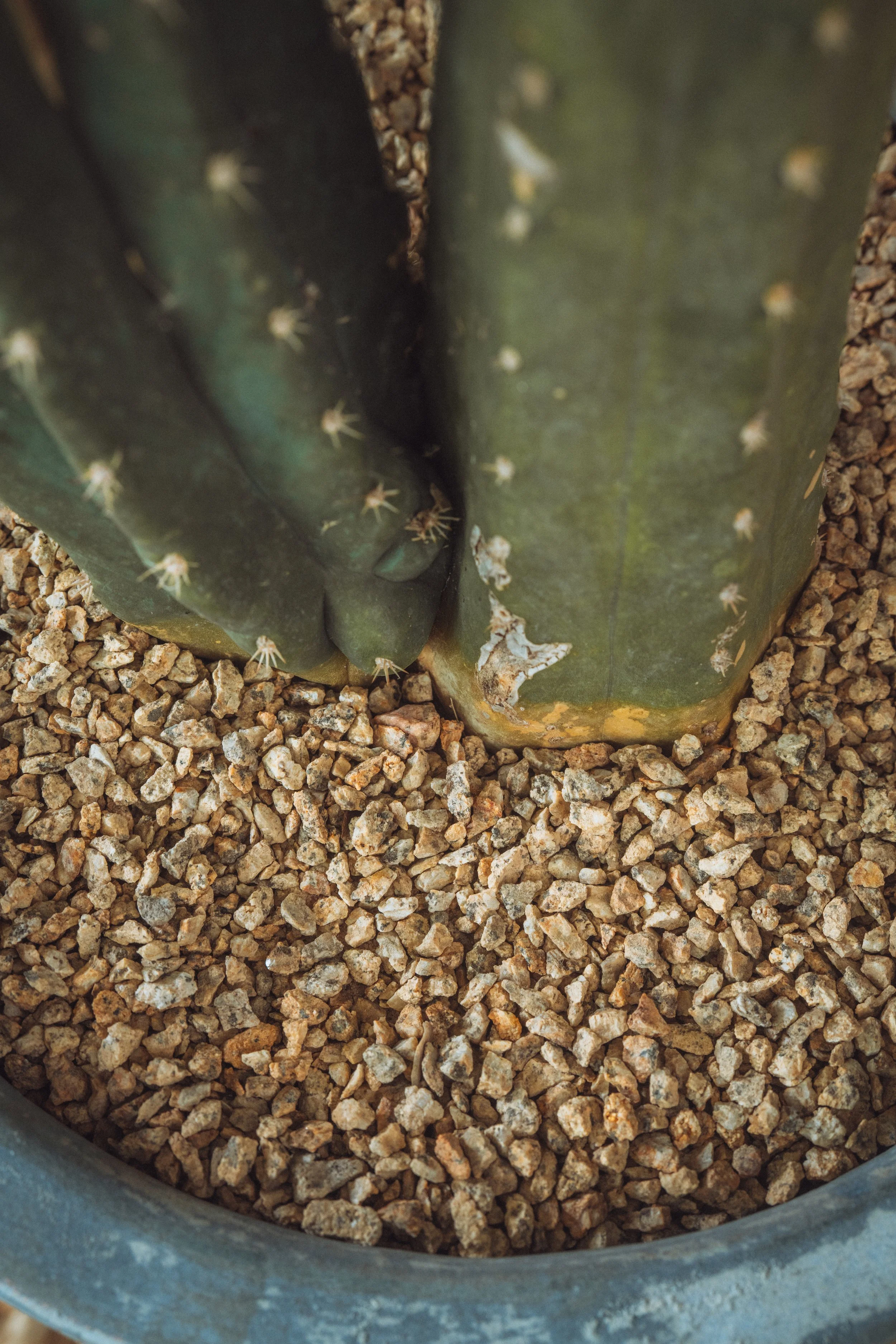 diarabi-plants-invent-04.jpg