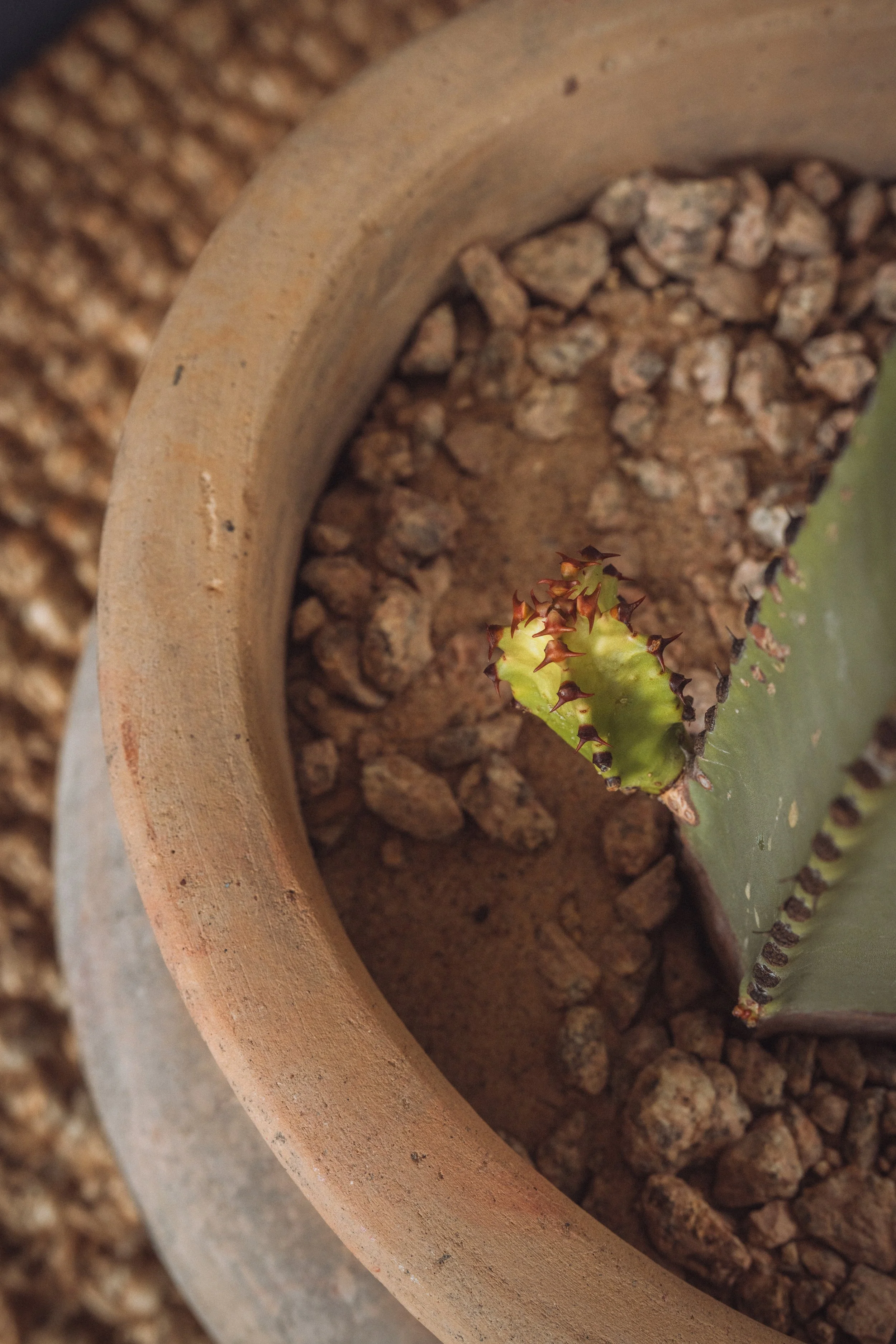 diarabi-plants-invent-09.jpg
