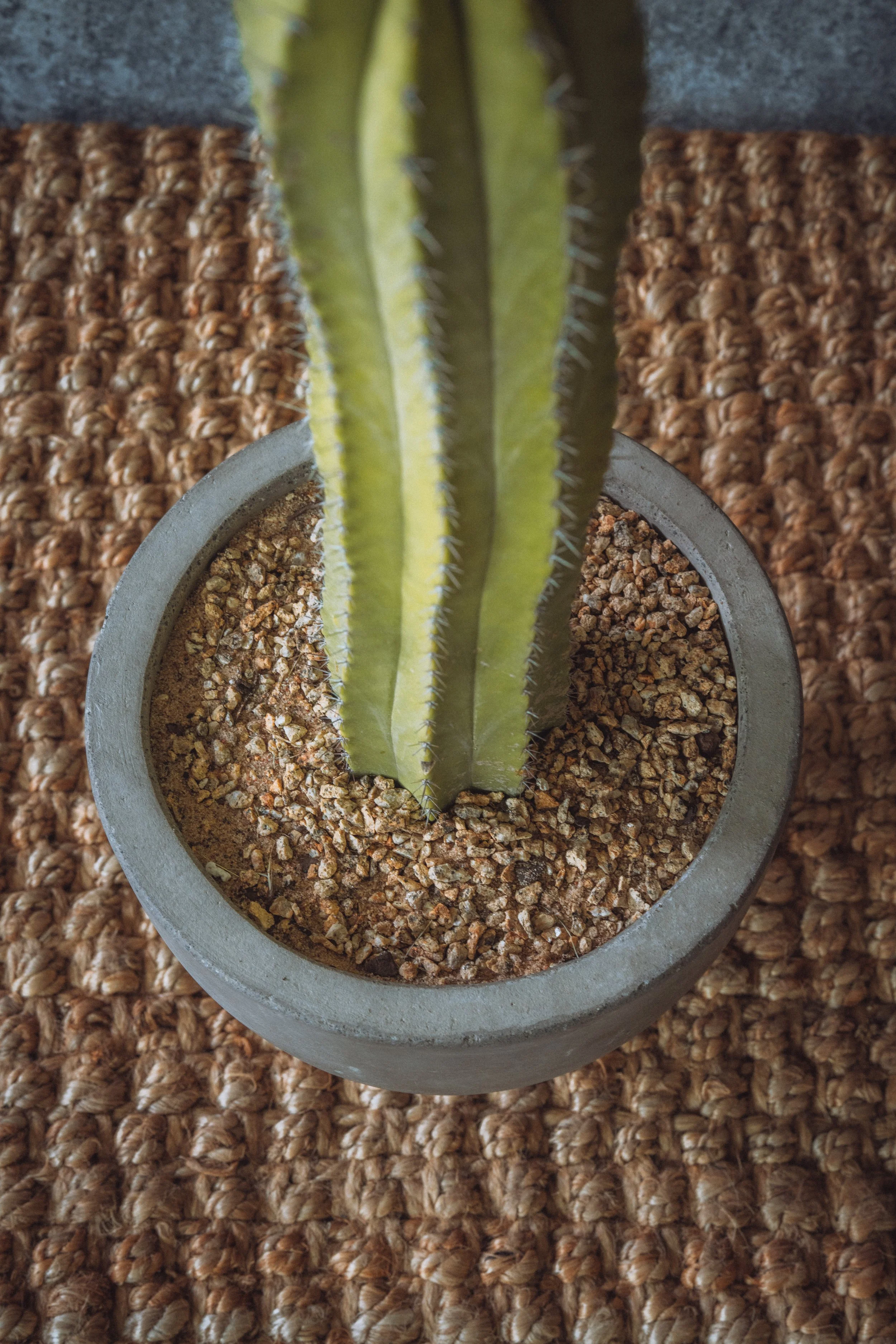 diarabi-plants-invent-111.jpg