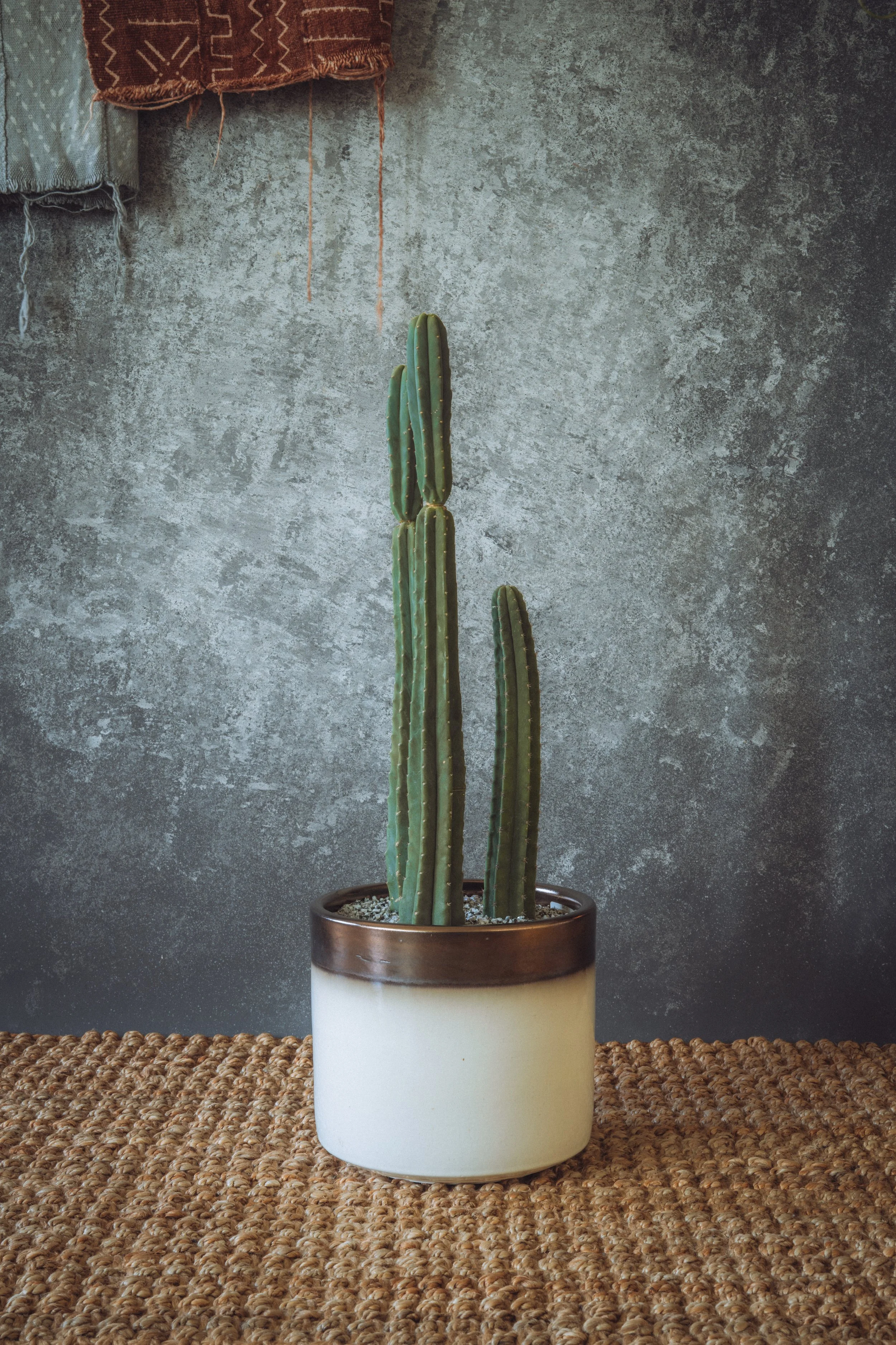 Trichocereus Pachanoi – San Pedro Cactus