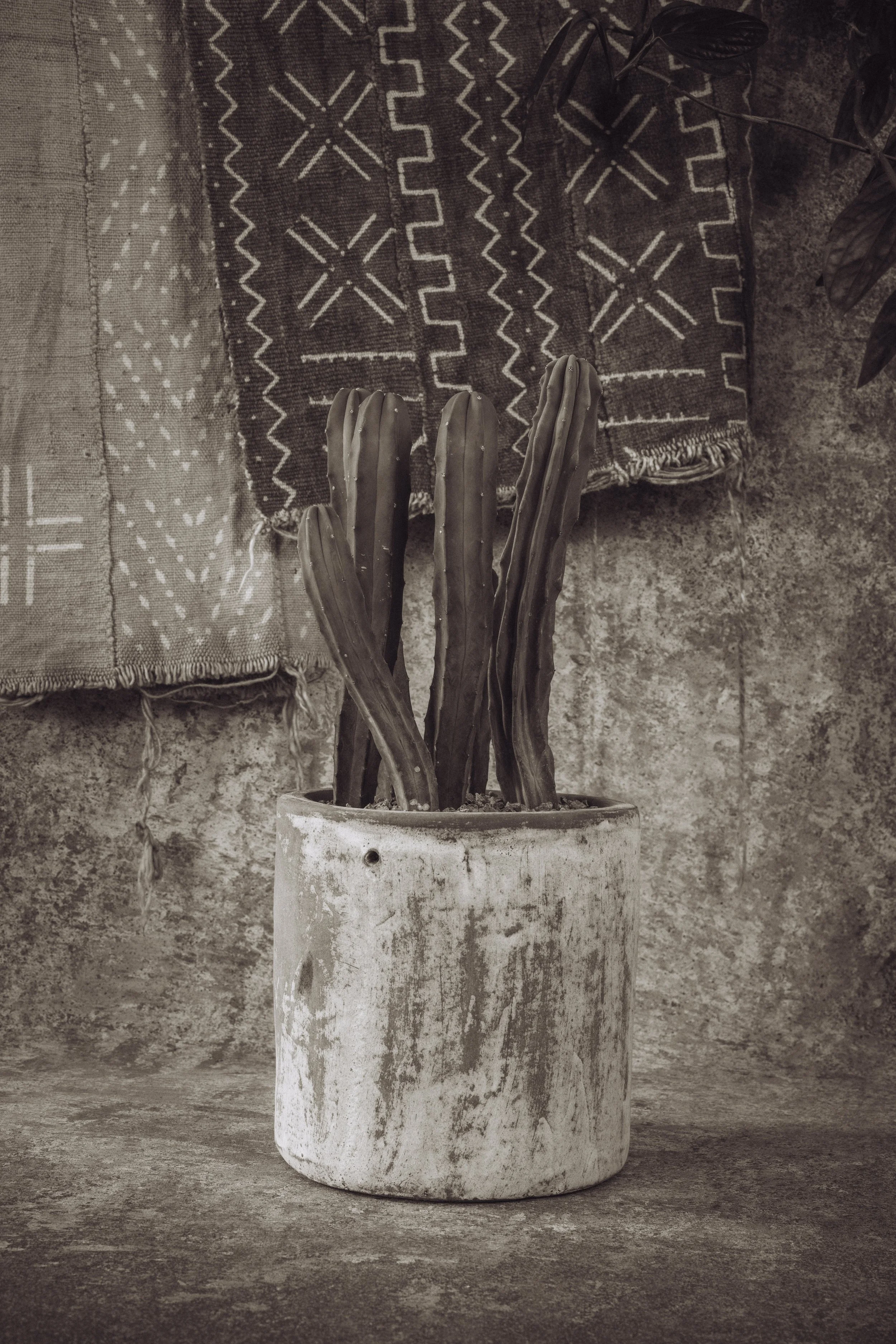 diarabi-plants-invent-81.jpg