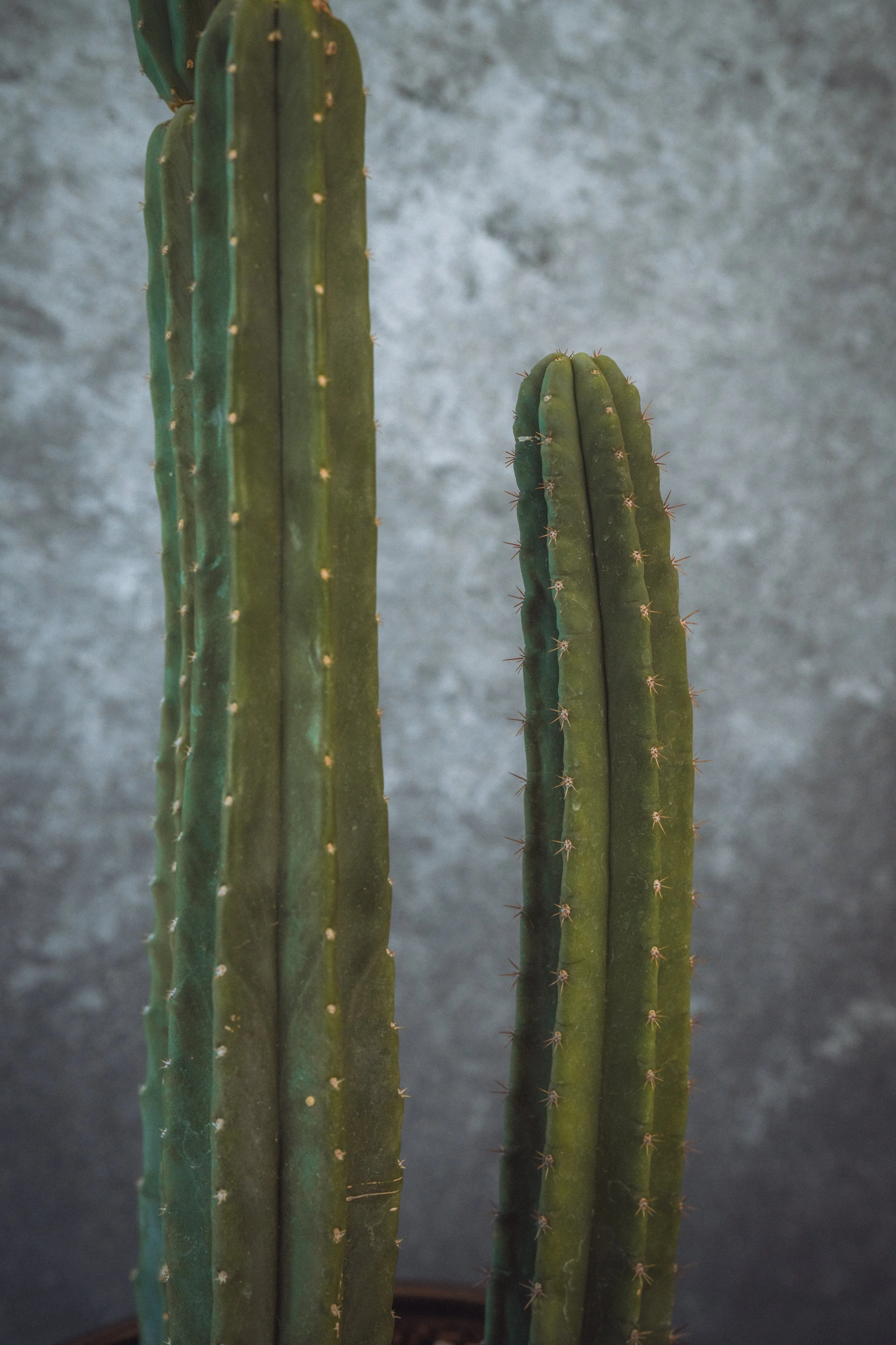 diarabi-plants-invent-58.jpg