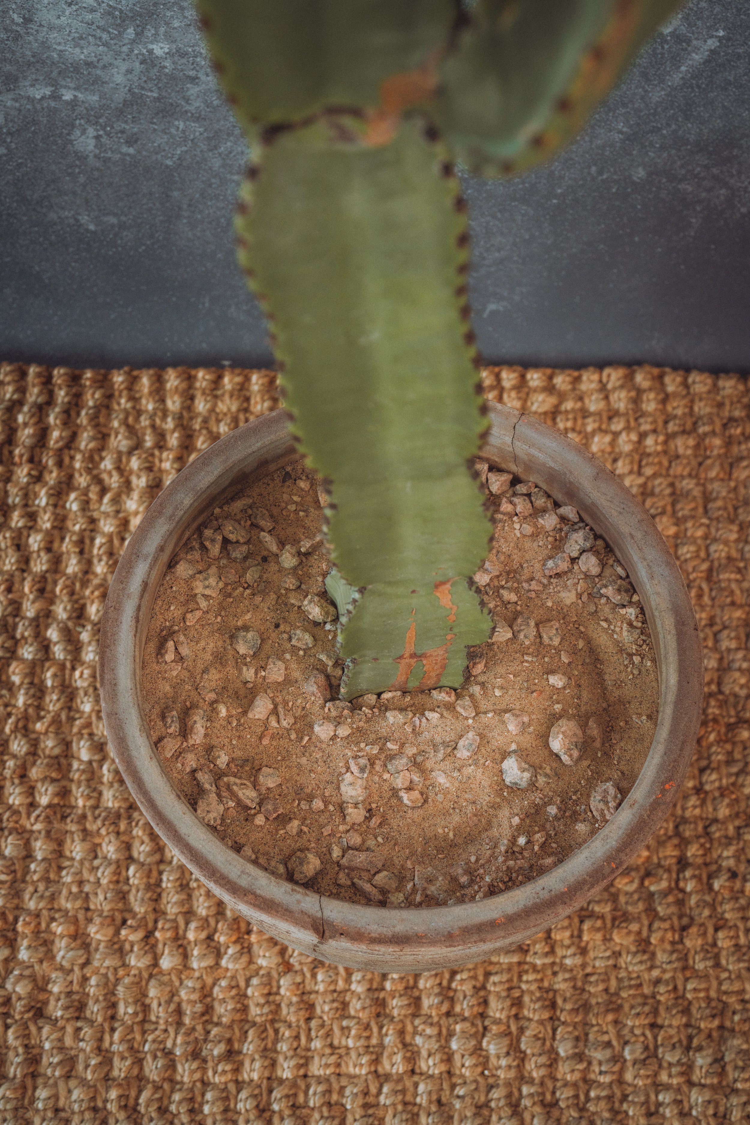 diarabi-plants-invent-45.jpg