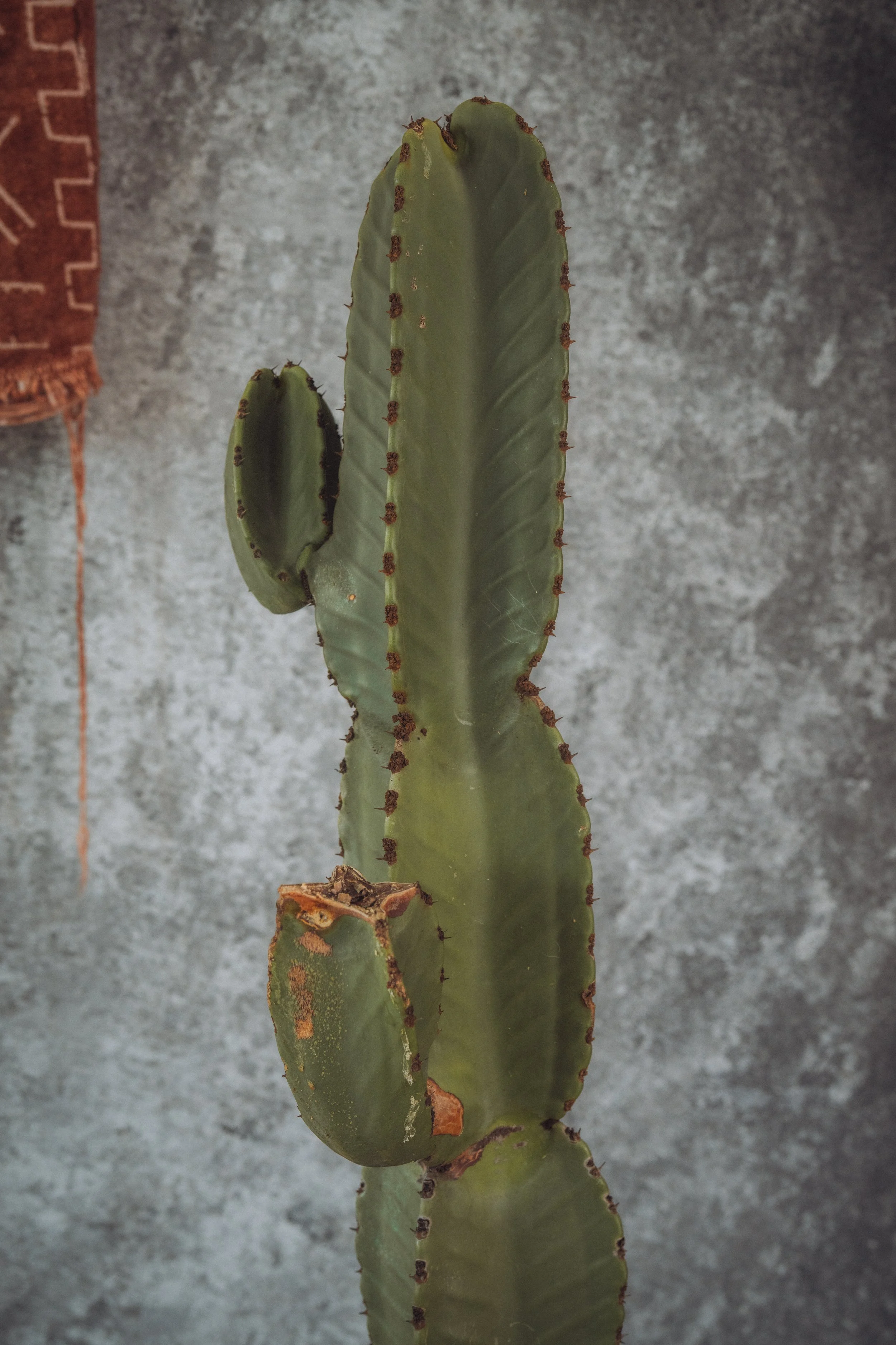 diarabi-plants-invent-46.jpg