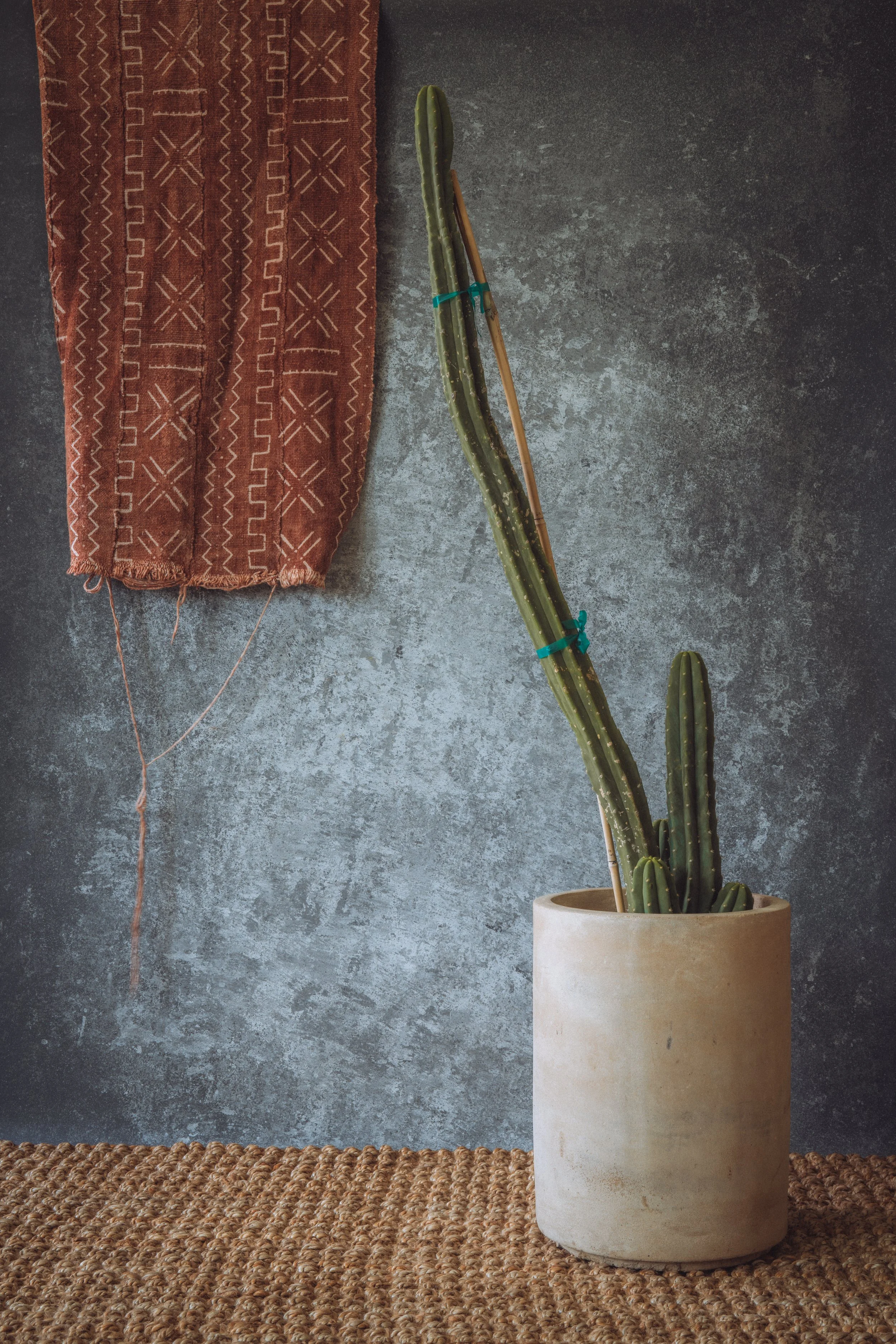Trichocereus Pachanoi – San Pedro Cactus  (Unpropagated)