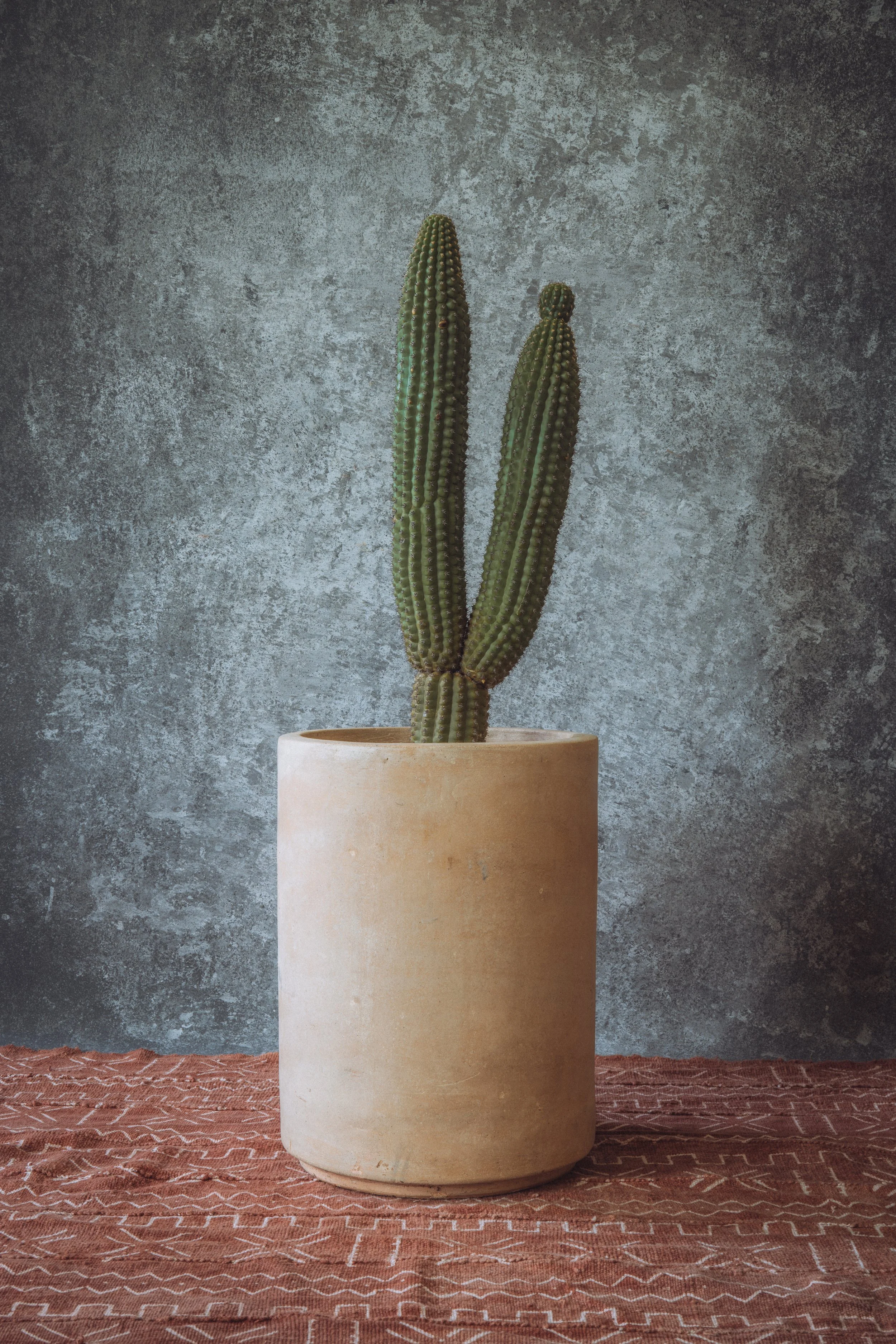 diarabi-plants-invent-090.jpg