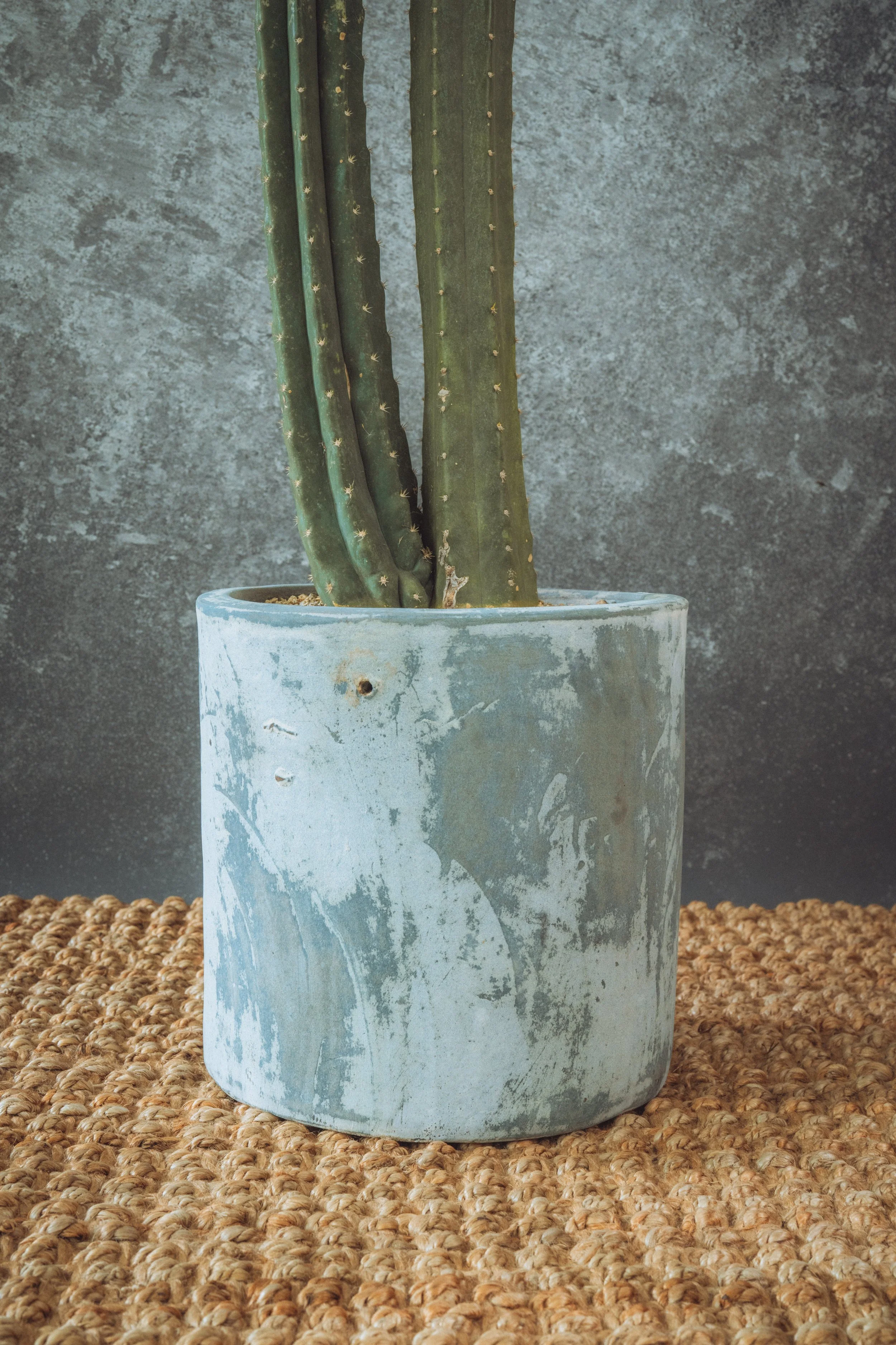 diarabi-plants-invent-03.jpg