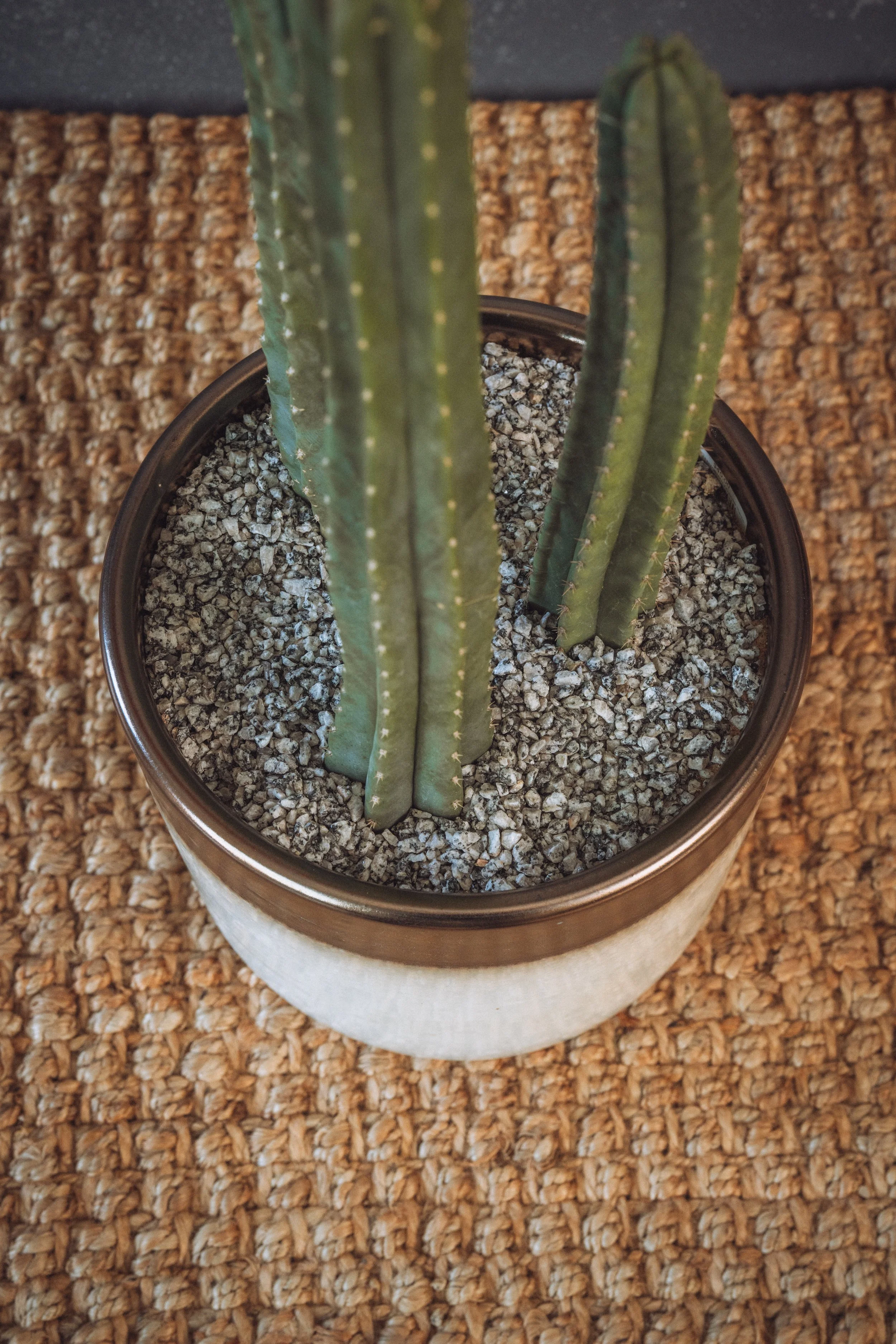 diarabi-plants-invent-55.jpg