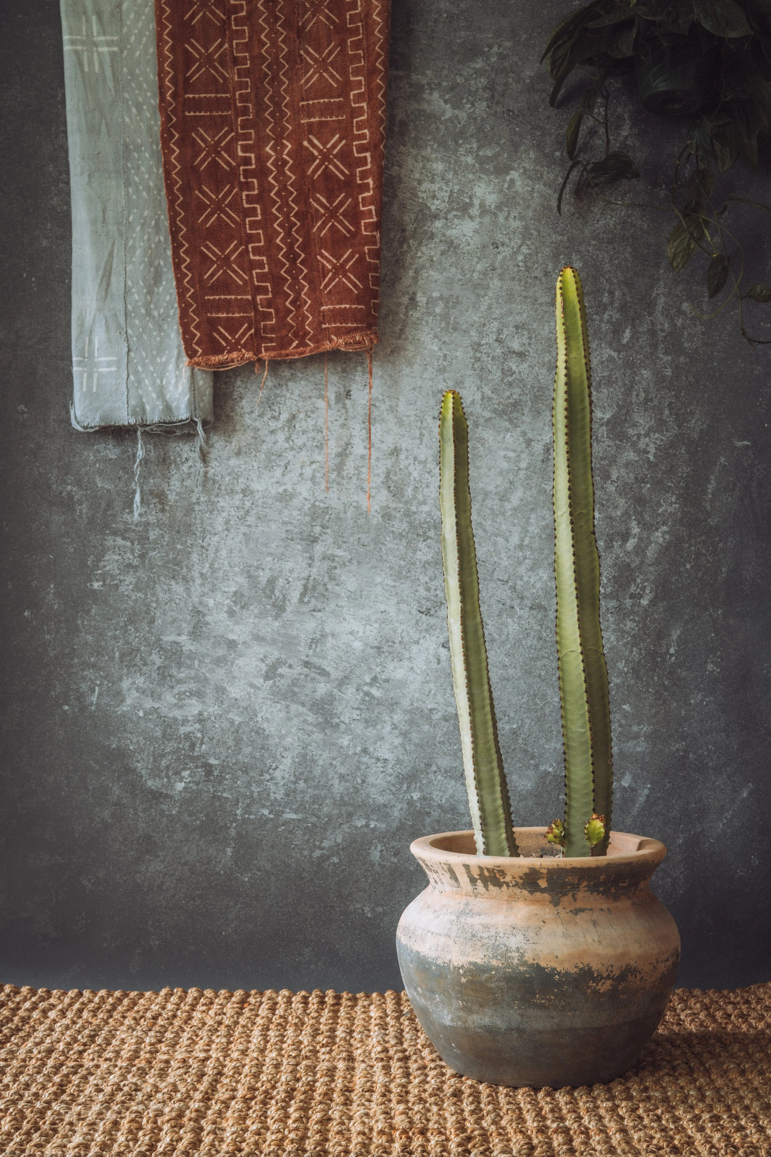 diarabi-plants-invent-13.jpg