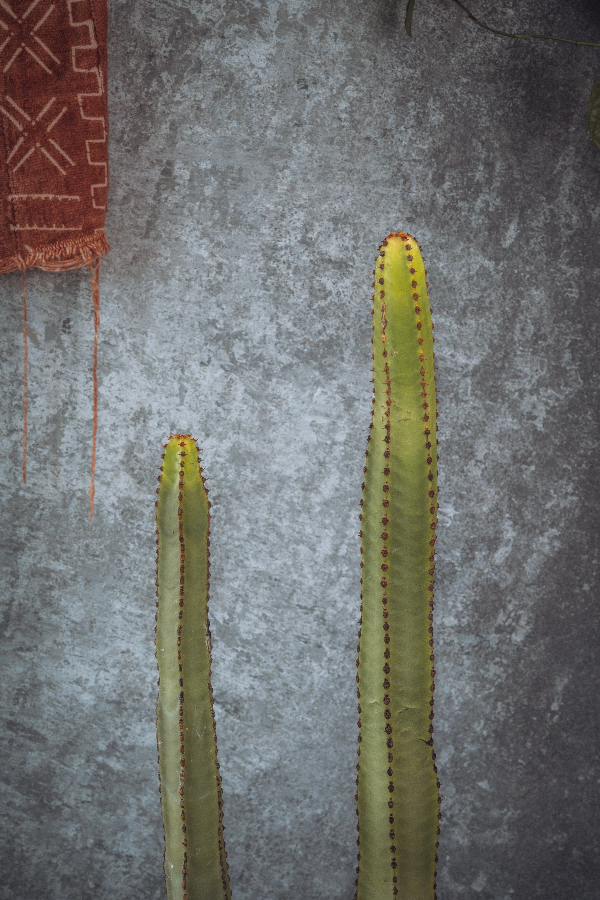diarabi-plants-invent-15.jpg
