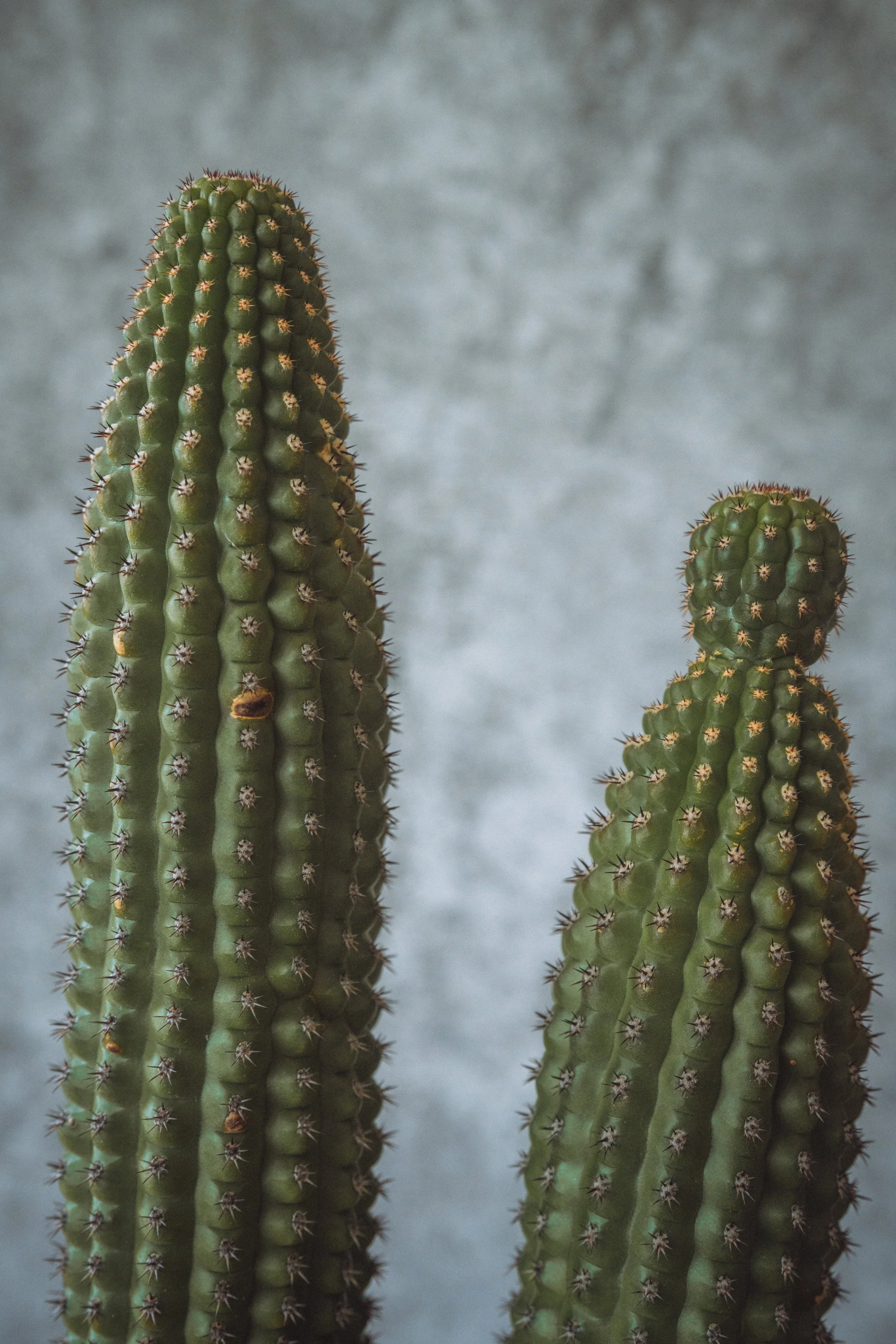 diarabi-plants-invent-094.jpg