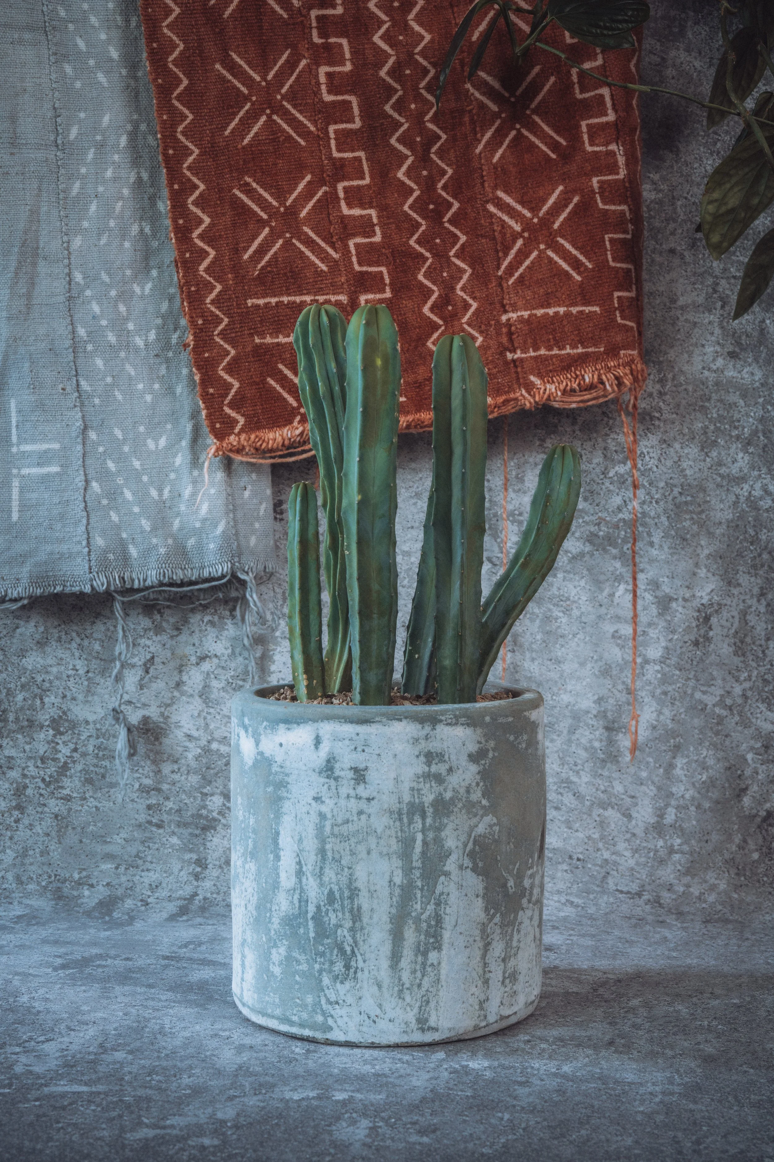 Myrtillocactus Geometrizans – Blue Candle Cactus