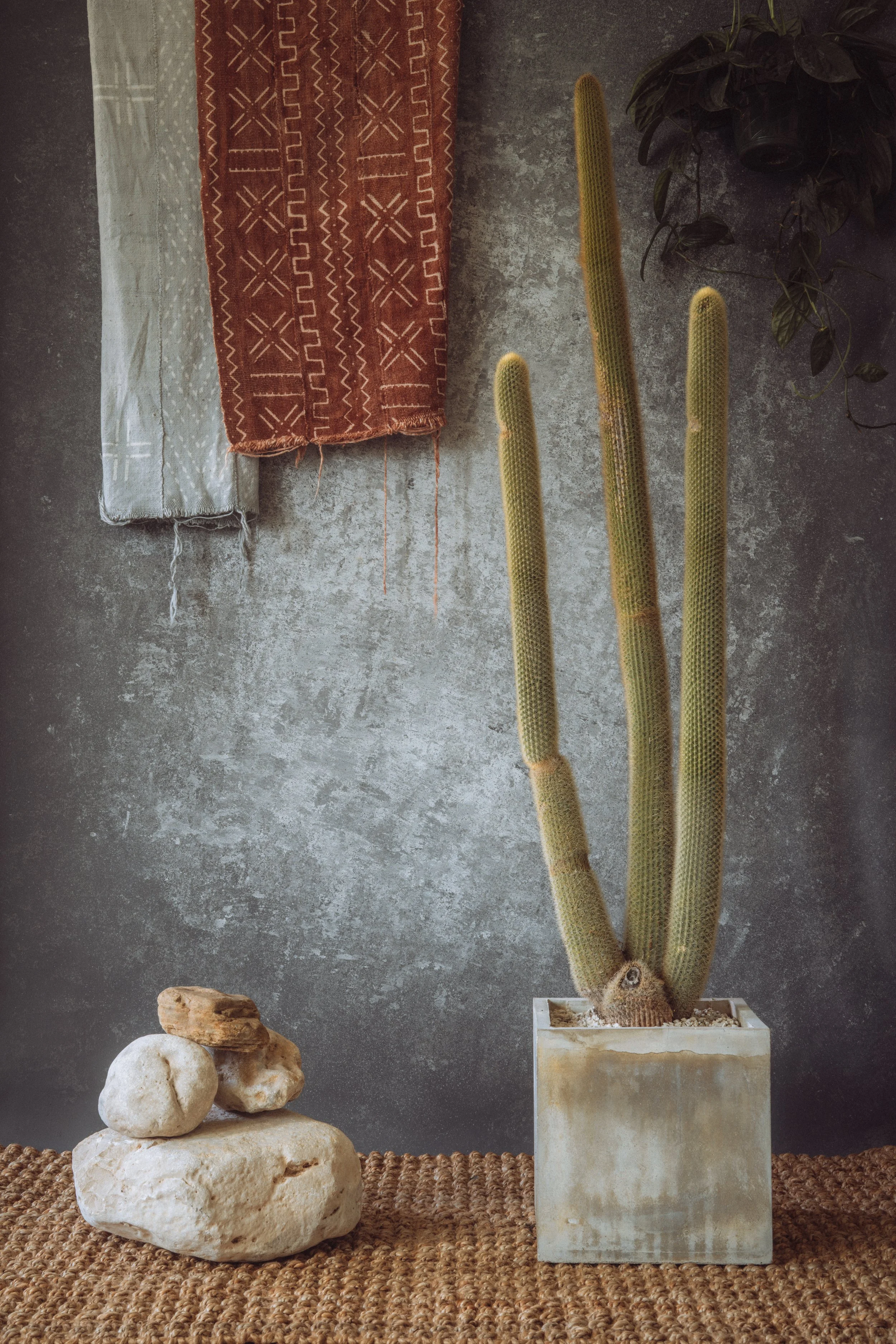 diarabi-plants-invent-29.jpg (Copy)