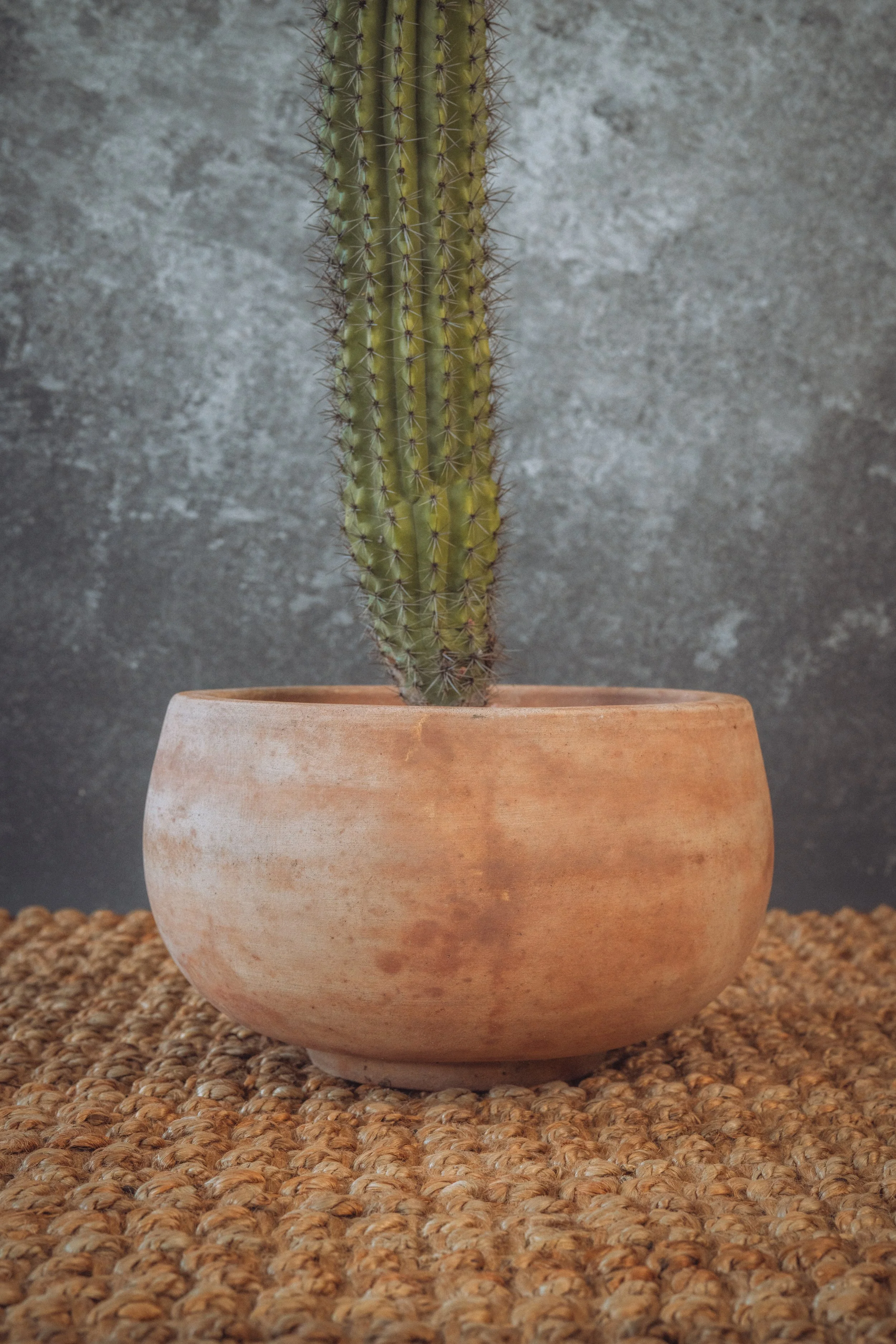 diarabi-plants-invent-63.jpg